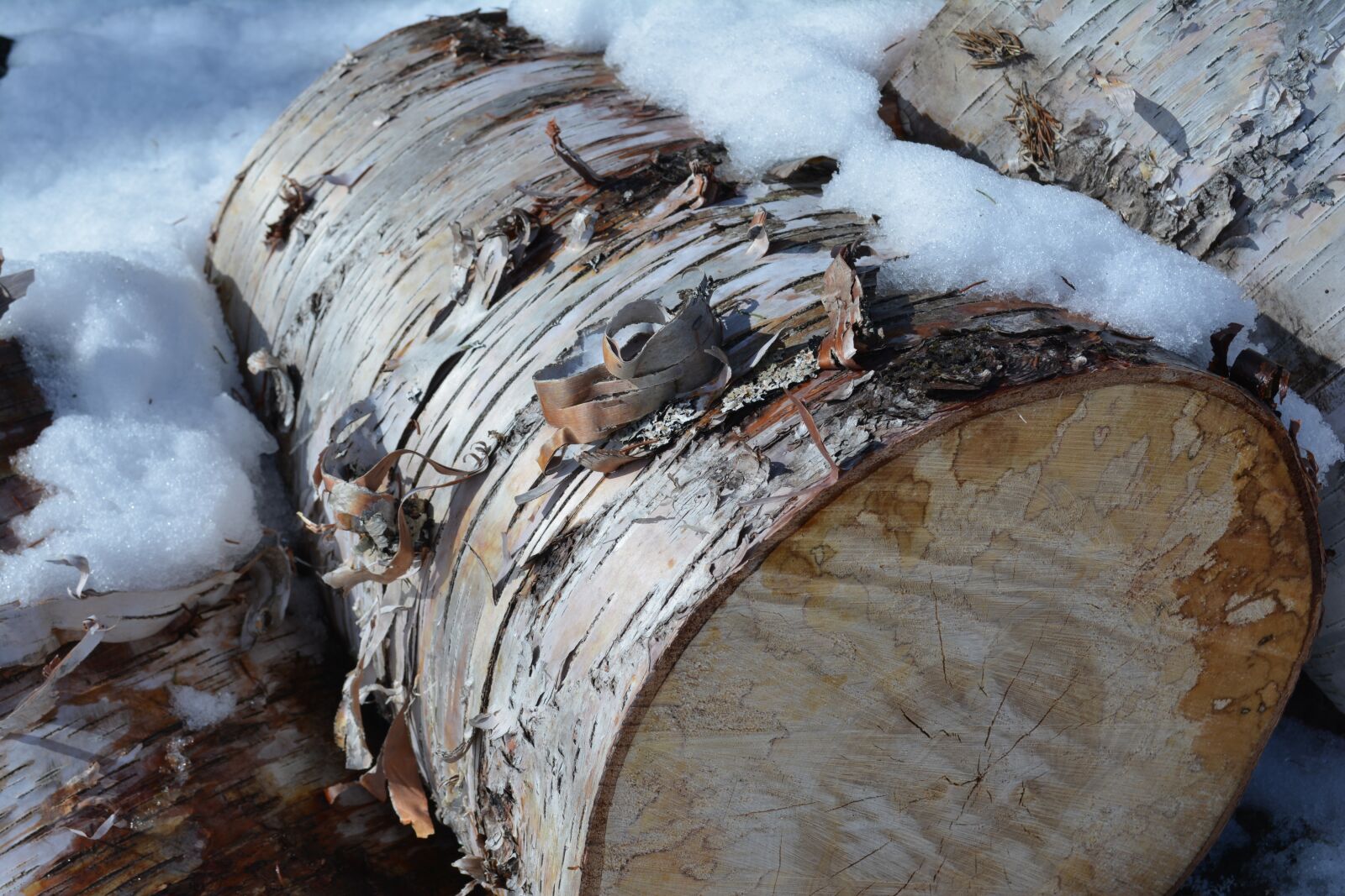 Nikon D5200 sample photo. Wood, winter, snow photography