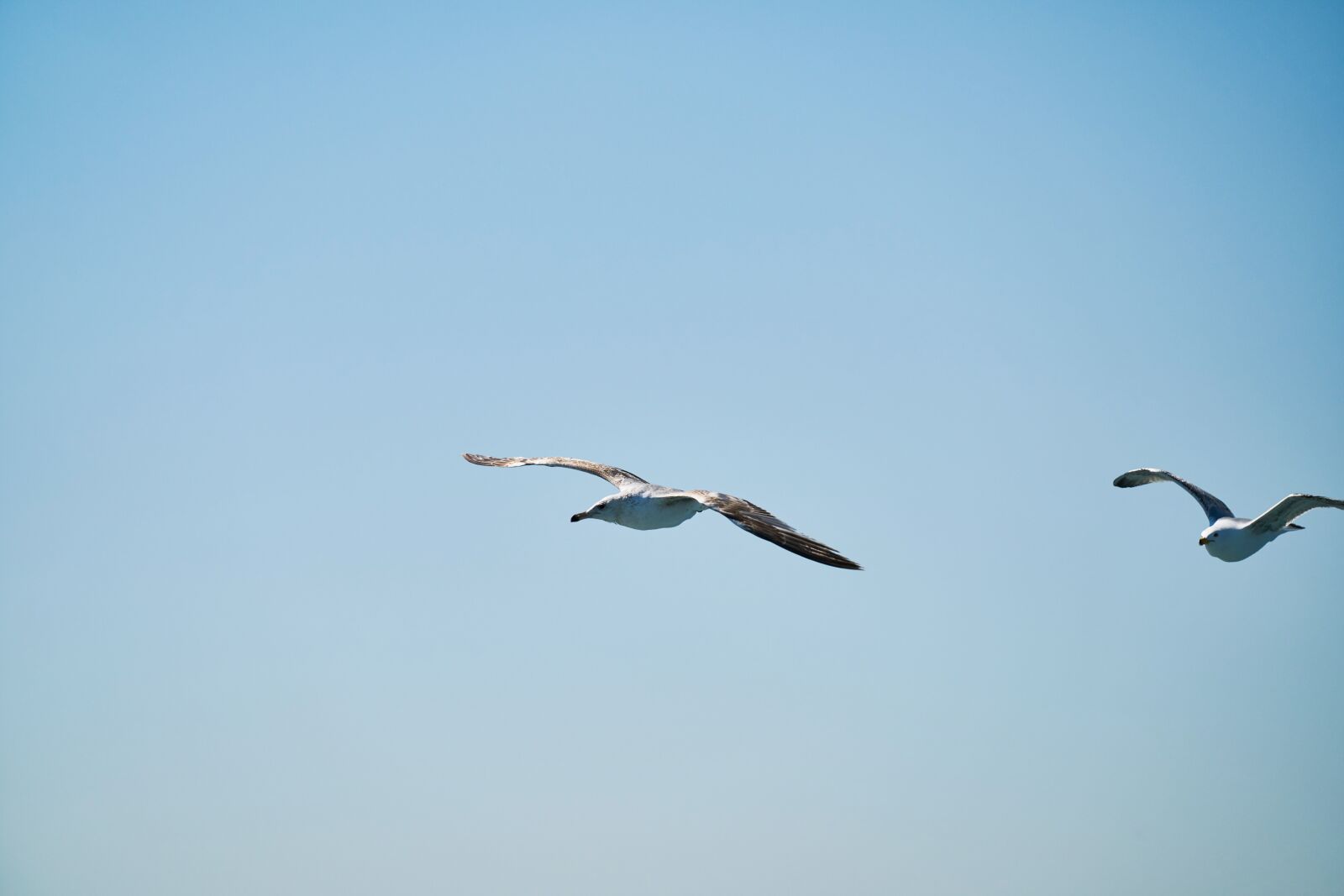 Sony FE 70-200mm F4 G OSS sample photo. Seagull, bird, fly photography