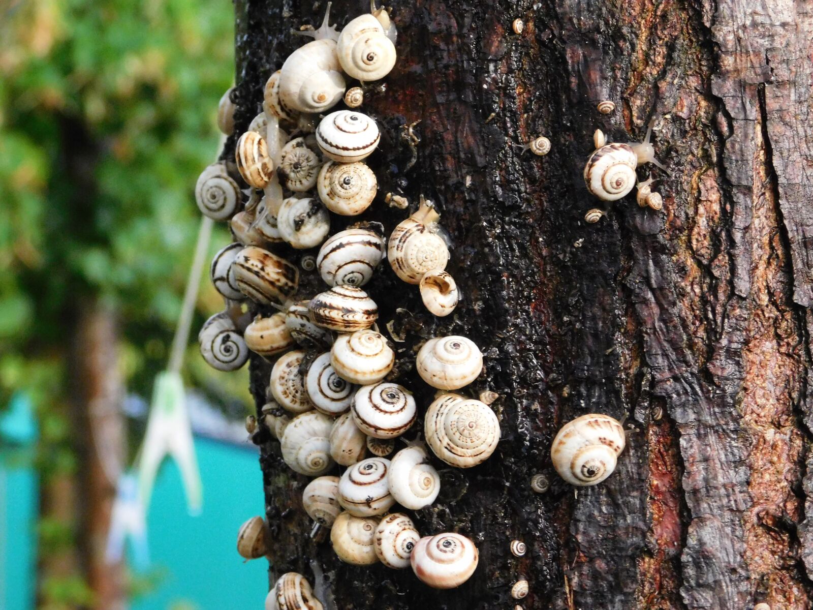 Nikon Coolpix L840 sample photo. Caracoles, snail, conch photography