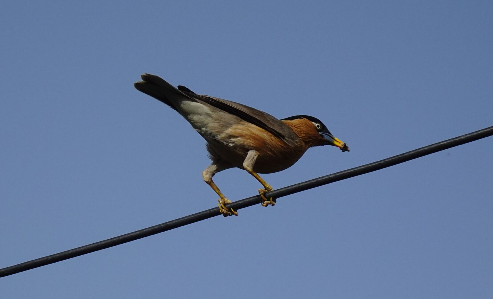 Sony DSC-WX800 sample photo. Bird, aves, brahminy myna photography