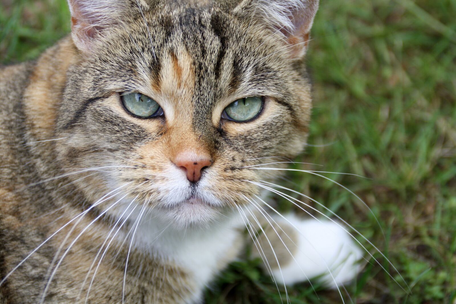 Canon EOS 1000D (EOS Digital Rebel XS / EOS Kiss F) sample photo. Cat, sweet, pets photography
