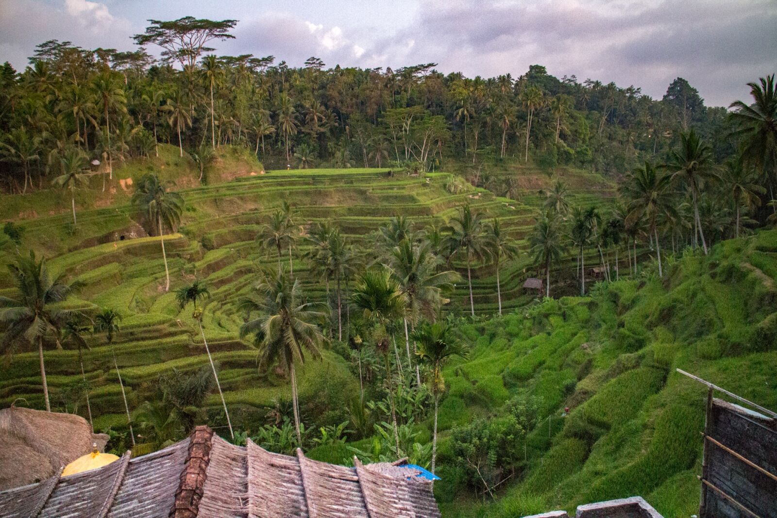 Canon EOS M sample photo. Bali, rice, field photography