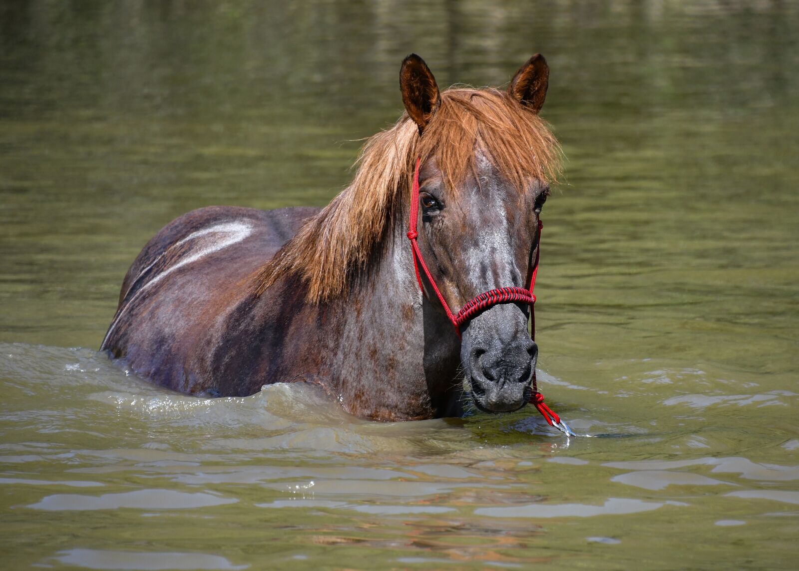 Nikon D500 sample photo. Horse, equine, equestrian photography