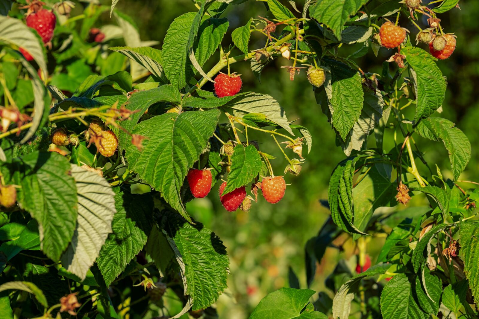 Fujifilm XF 55-200mm F3.5-4.8 R LM OIS sample photo. Raspberries, himbeerstrauch, fruit photography