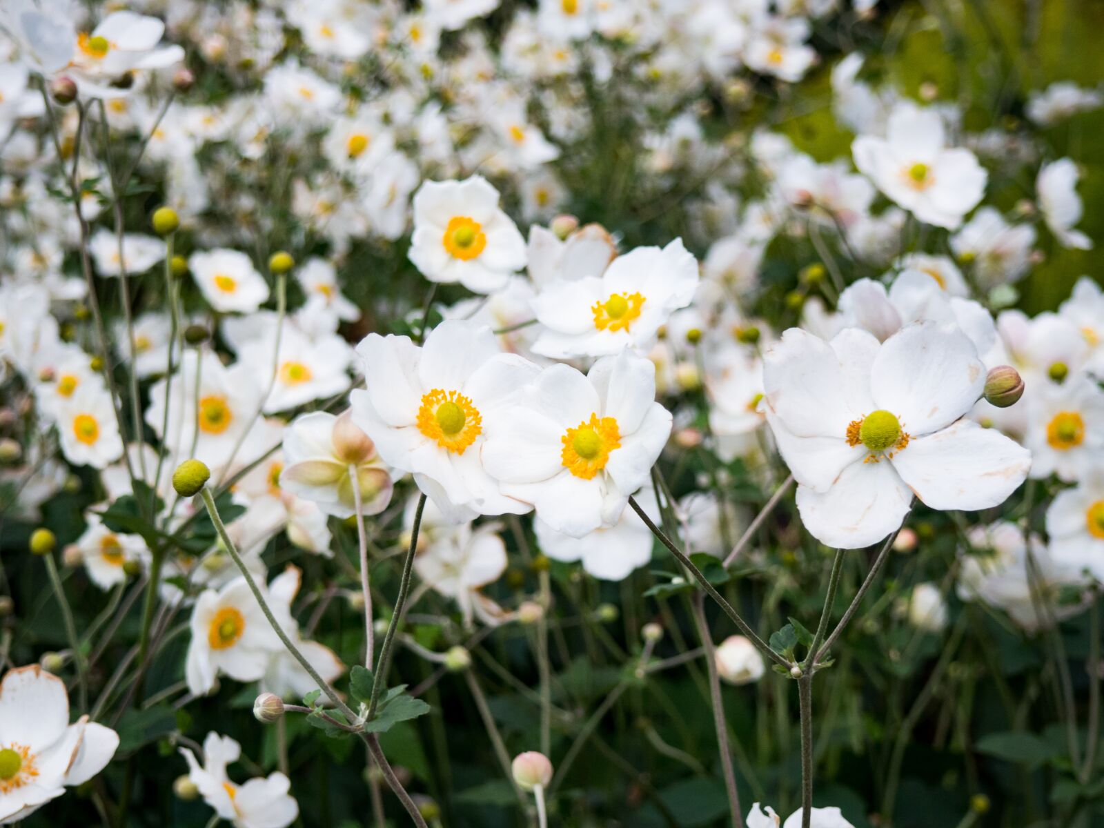 Olympus OM-D E-M10 sample photo. White, flowers, garden photography