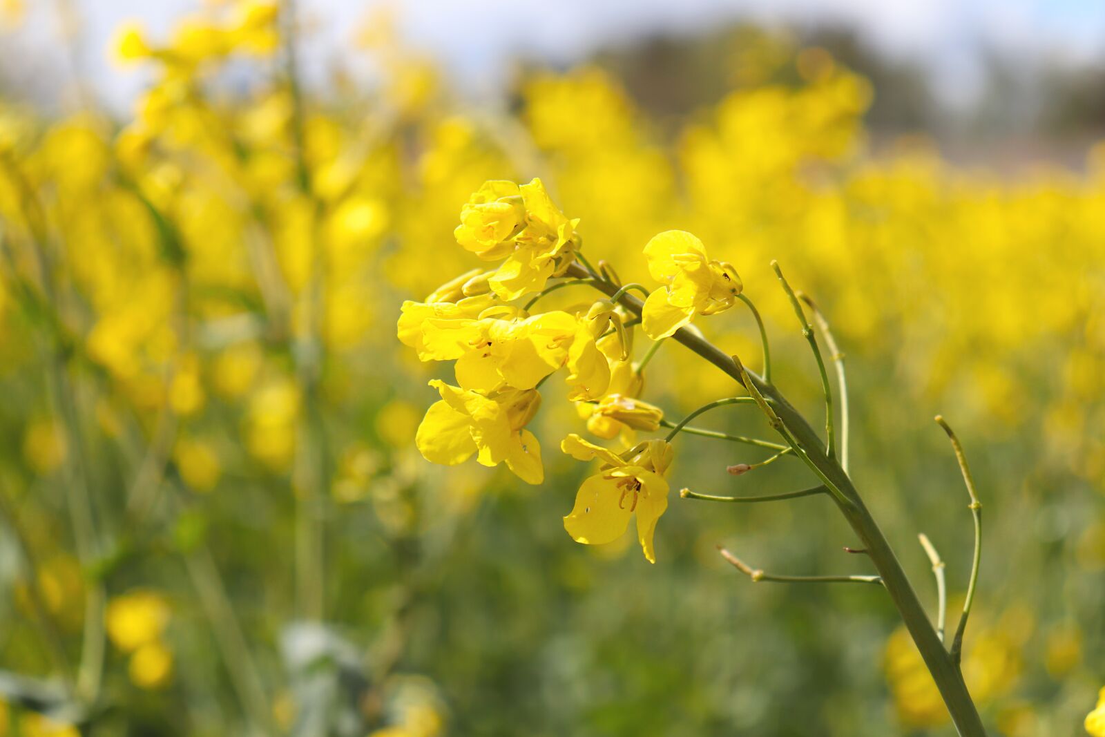 Canon EOS 77D (EOS 9000D / EOS 770D) sample photo. Oilseed rape, rape seed photography
