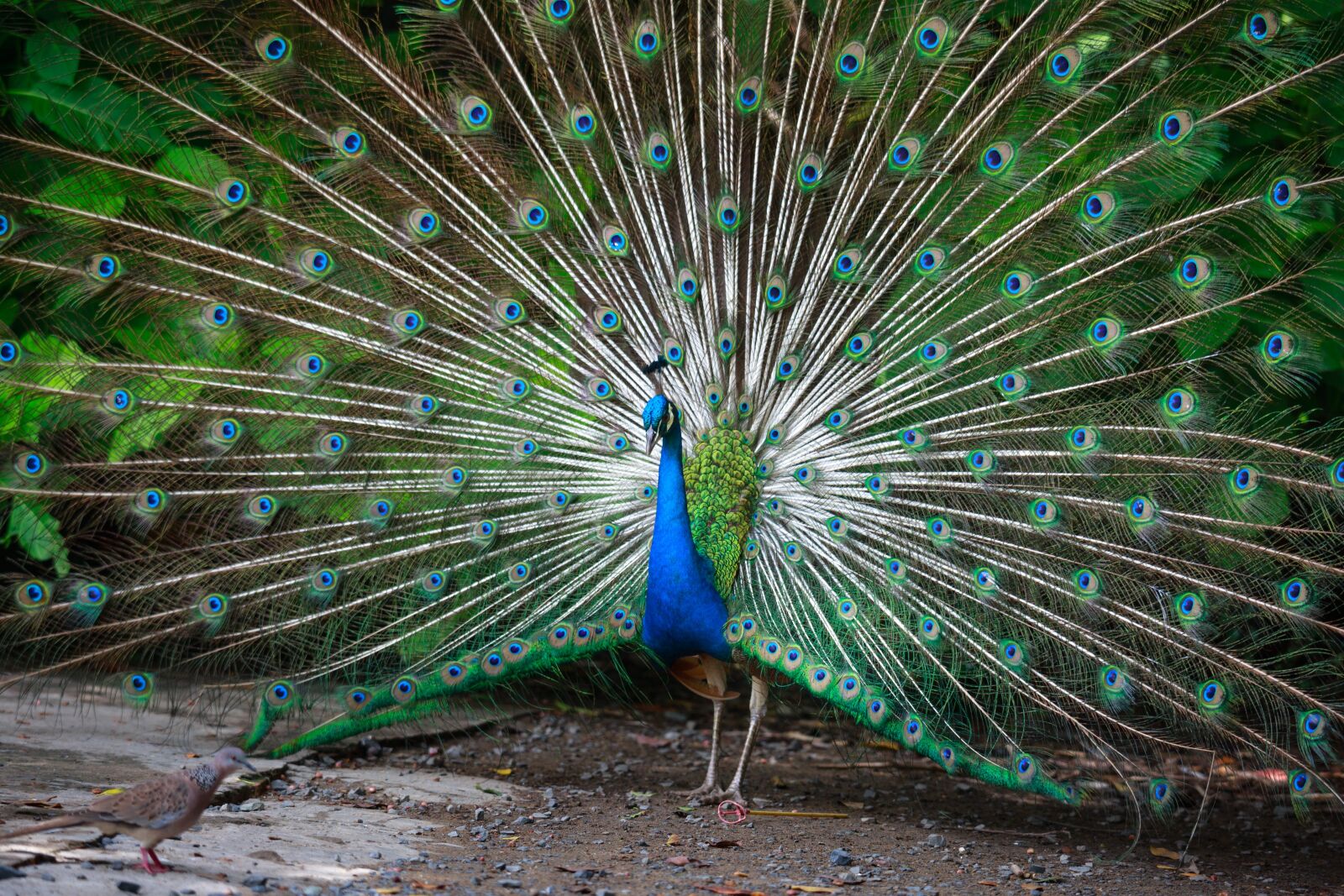 Canon EF 70-200mm F4L IS USM sample photo. Peacock, green, feathers photography