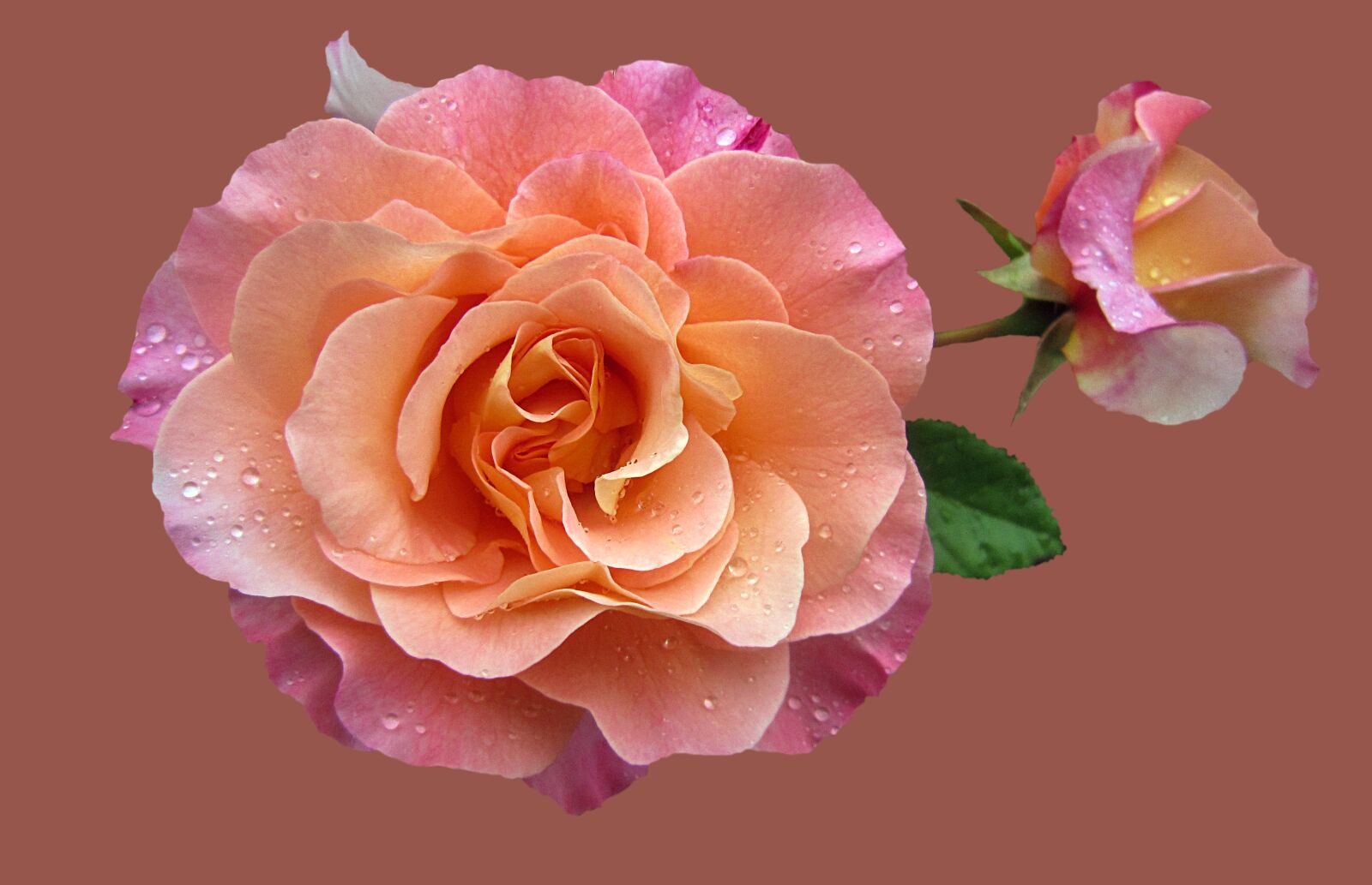 Canon PowerShot SD3500 IS (IXUS 210 / IXY 10S) sample photo. Rose garden, noble rose photography