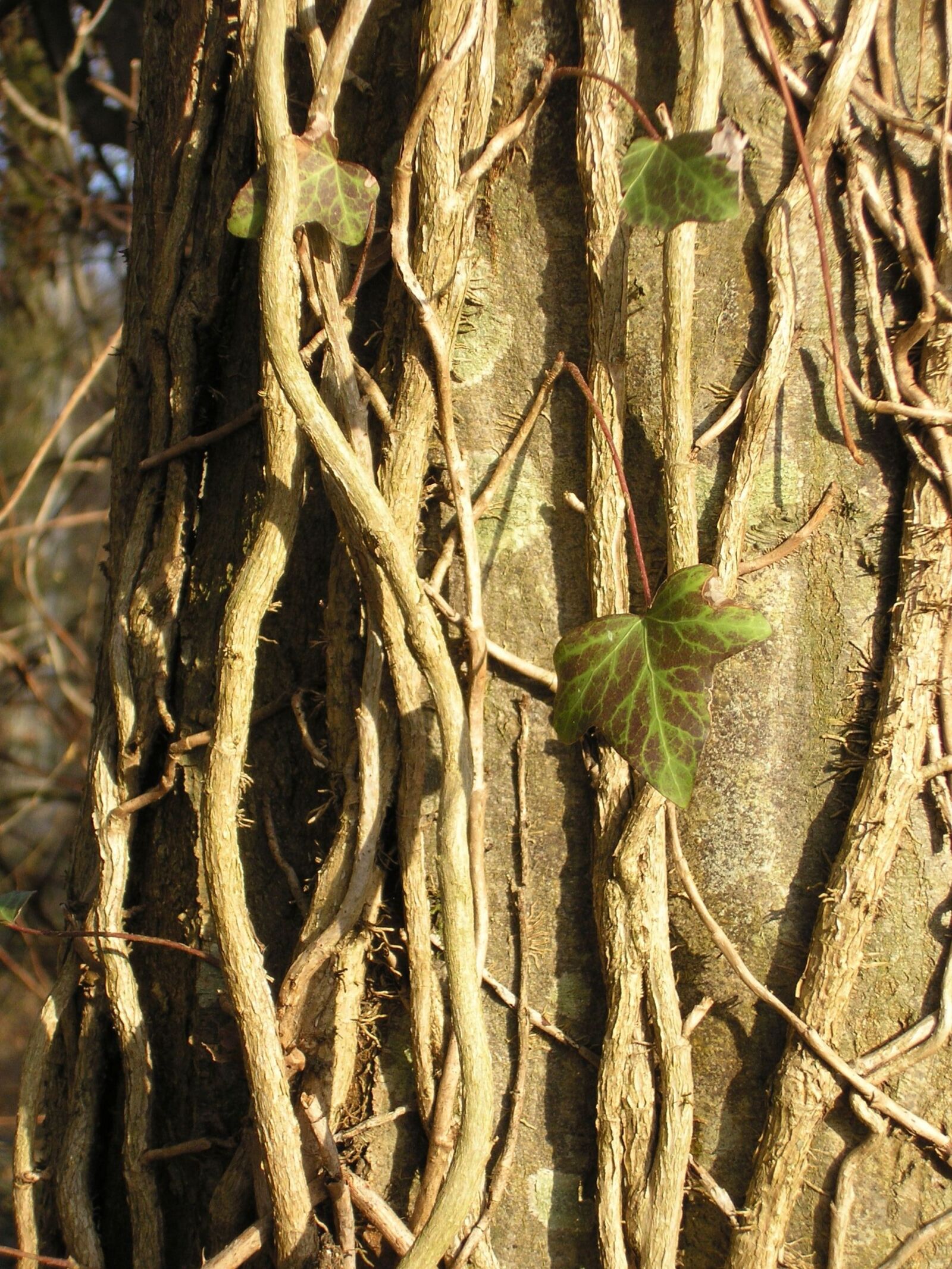 Olympus D555Z,C315Z sample photo. Tree, ivy, trunk photography