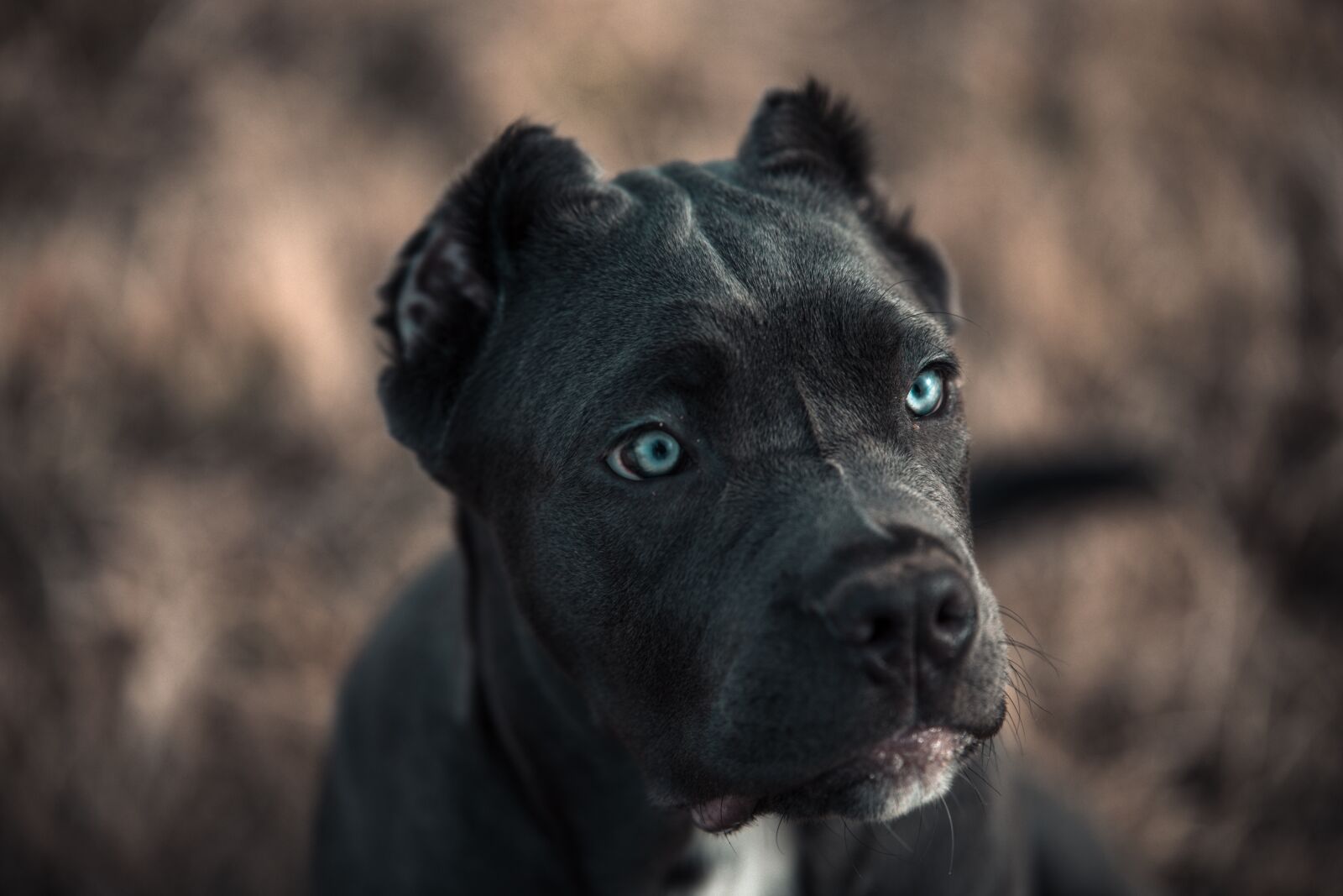 Canon EOS 6D sample photo. Bandog, puppy, blue eyes photography