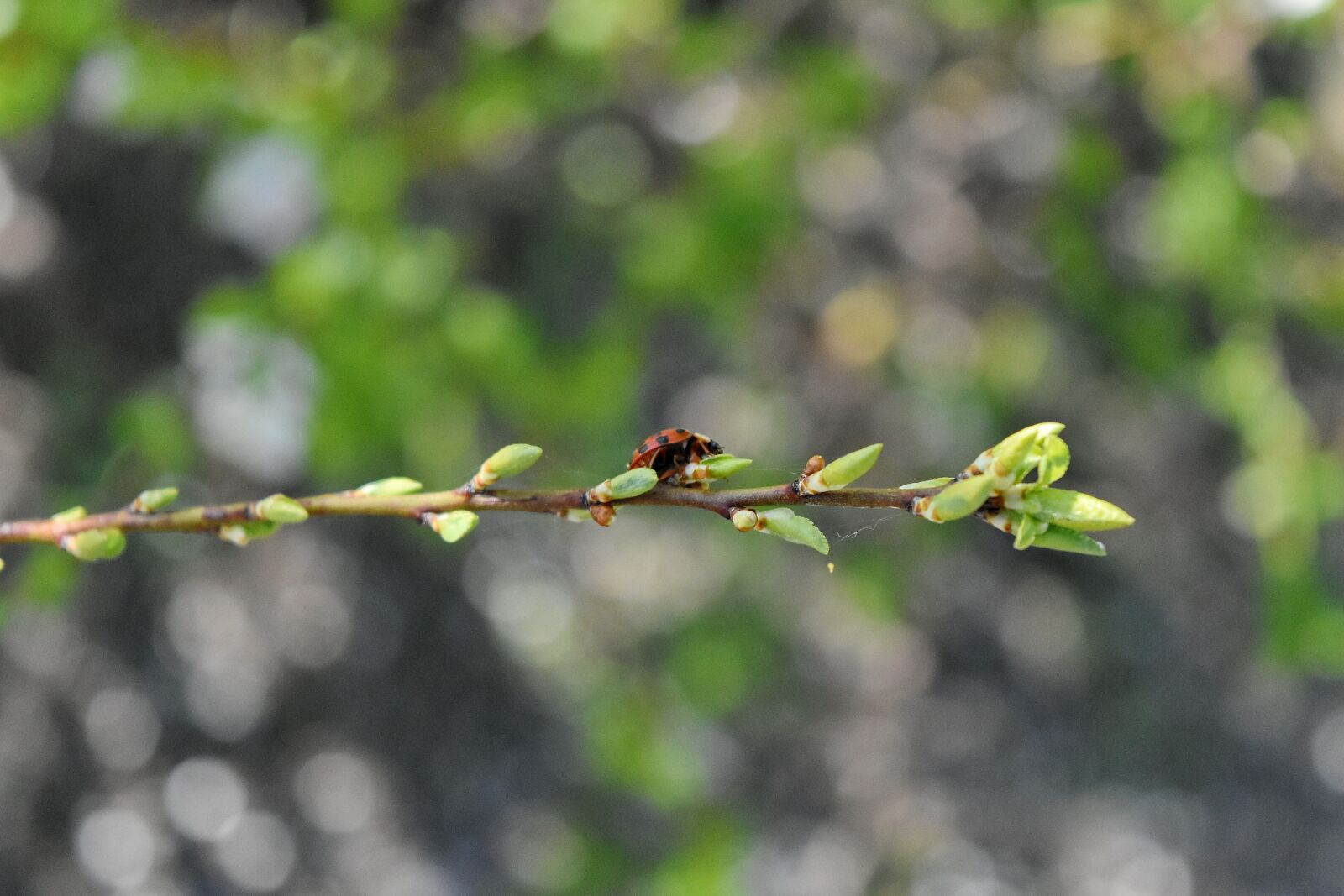 Nikon D5500 sample photo. Insect, ladybug, leaf, tree photography