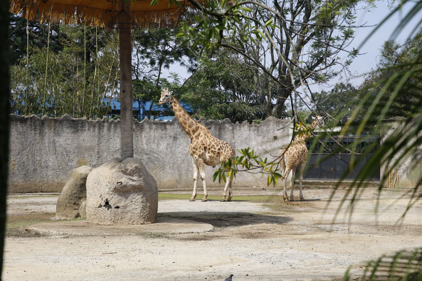 Canon EOS 6D sample photo. Giraffe, animal, africa photography