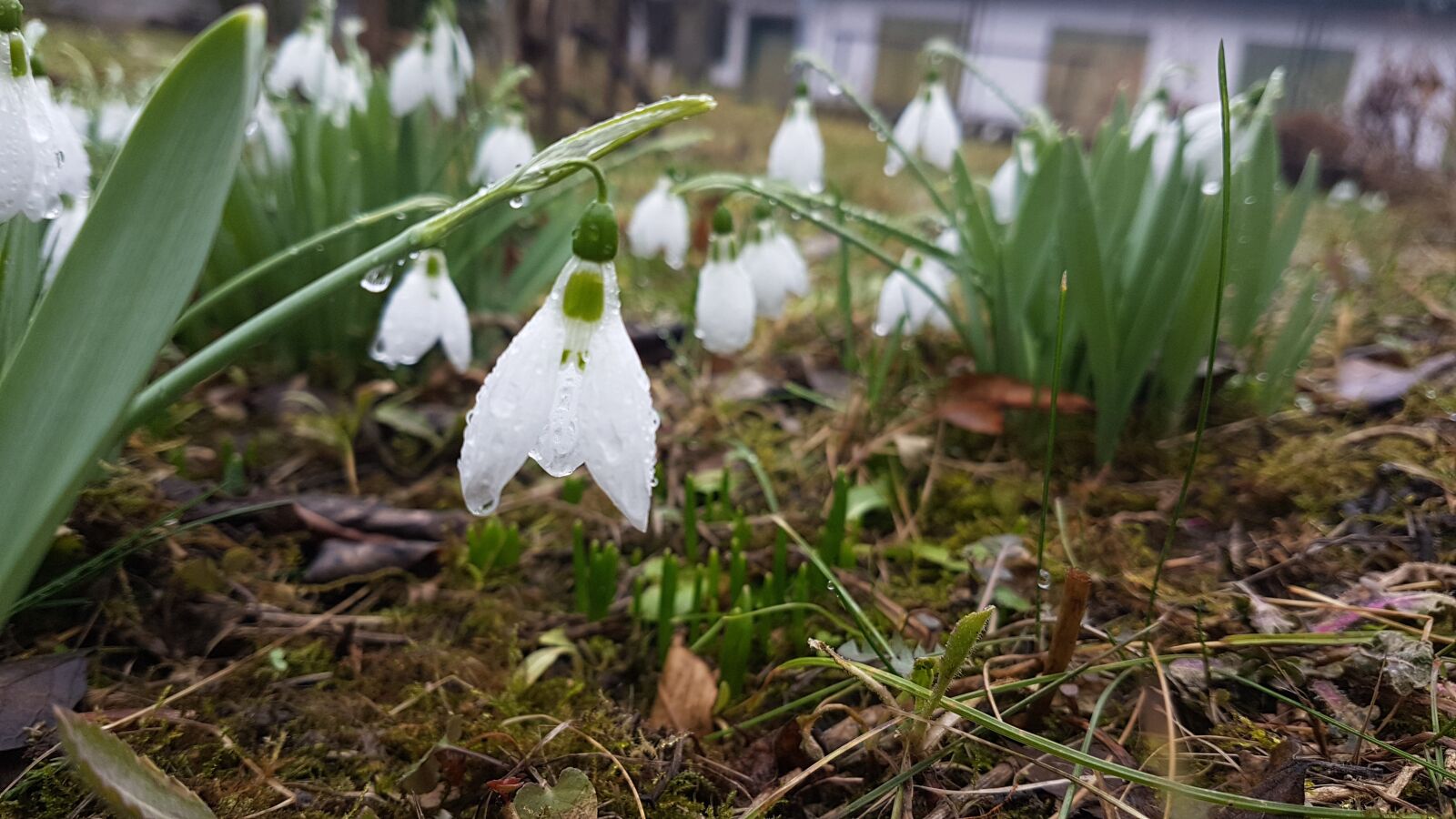 Samsung Galaxy S7 Edge sample photo. Snowdrop, spring, green photography