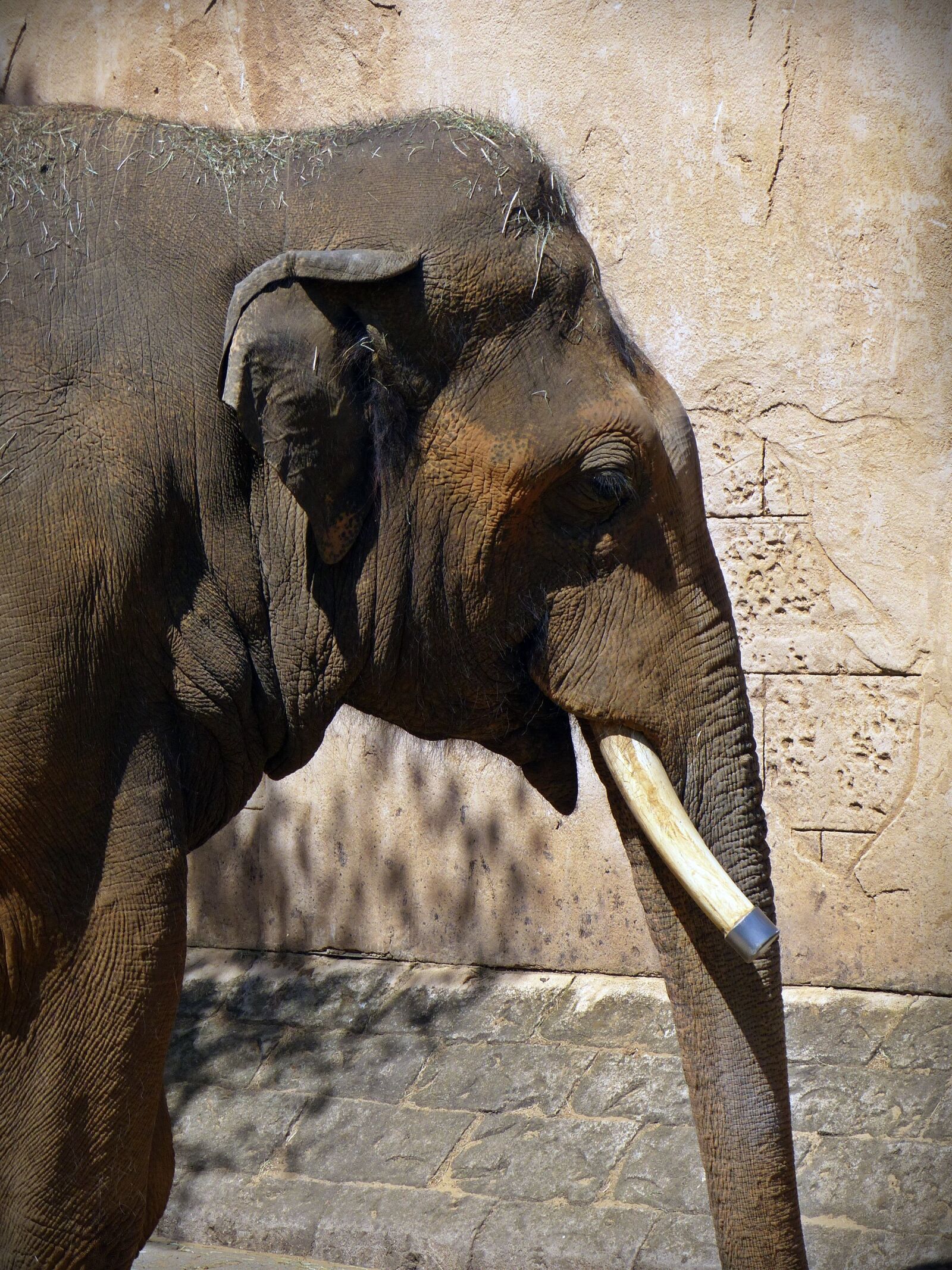 Panasonic Lumix DMC-FZ200 sample photo. Elephant, elephant head, proboscis photography