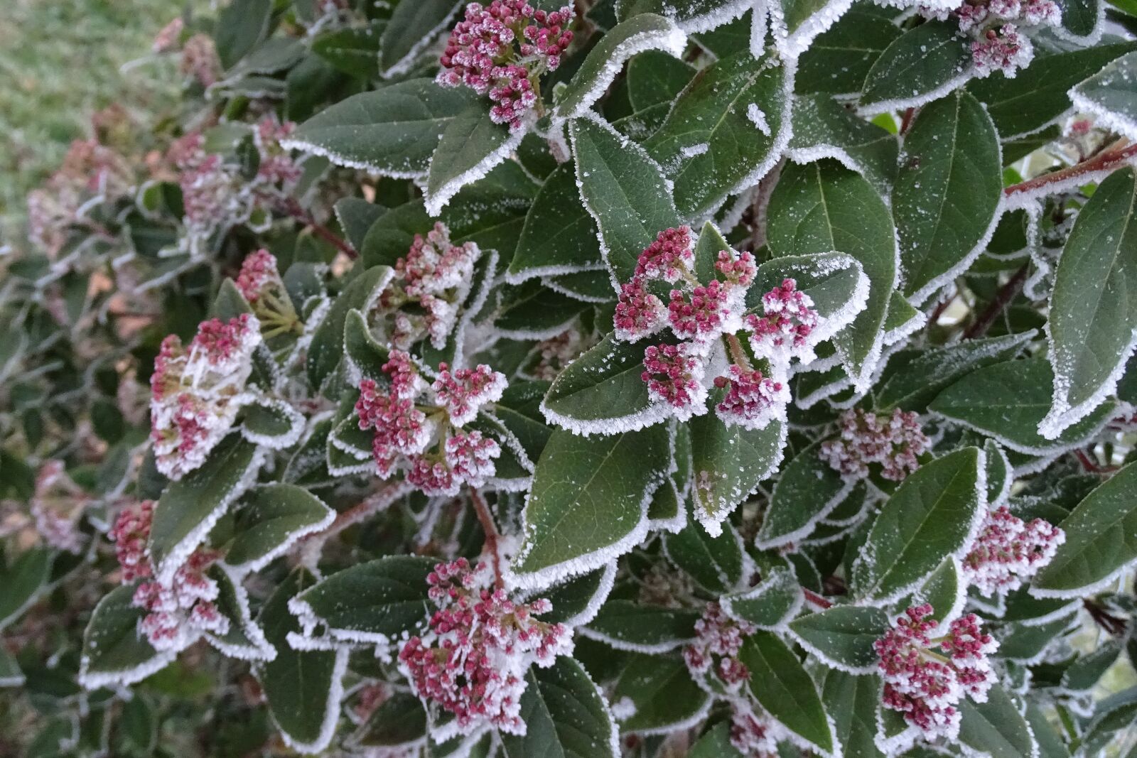 Sony Cyber-shot DSC-HX400V sample photo. Cold, frost, winter photography