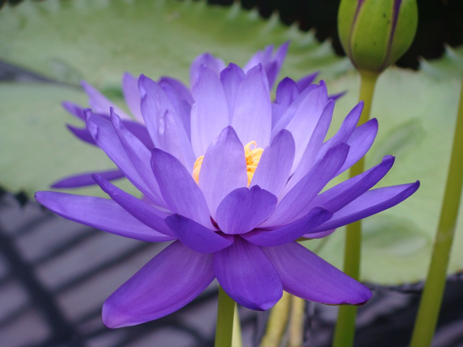 Sony Cyber-shot DSC-H10 sample photo. Water lily, nymphea, lotus photography