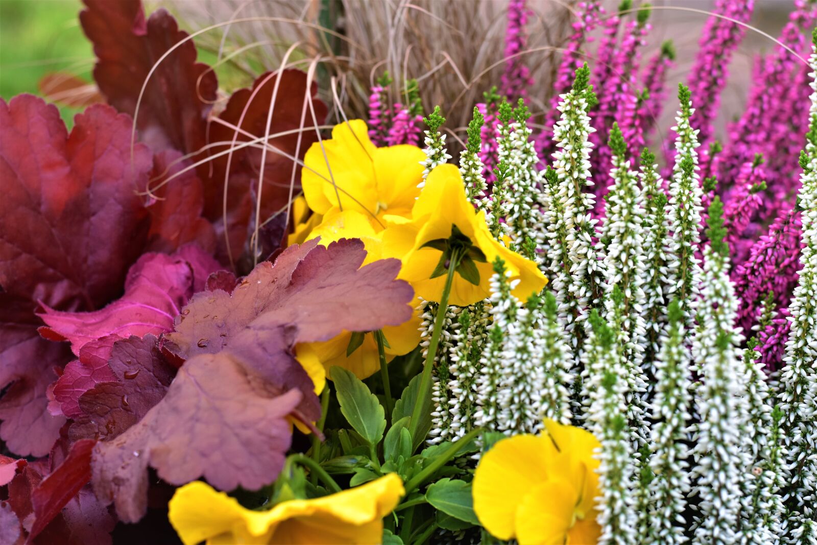 Nikon D5500 sample photo. Autumn, decoration, heather photography