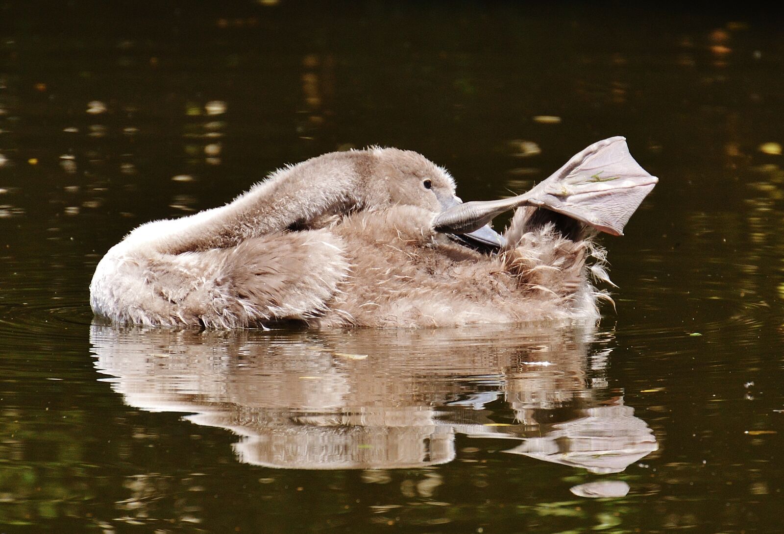 Nikon D3200 sample photo. Swan, young animal, bird photography