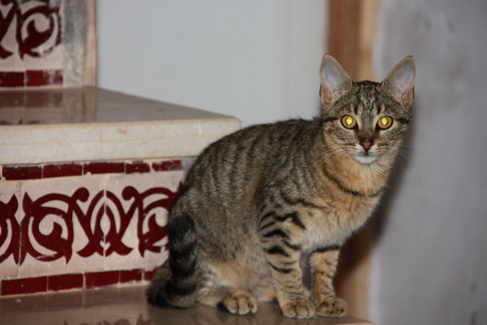 Canon EOS 500D (EOS Rebel T1i / EOS Kiss X3) sample photo. Cat, grey, domestic photography