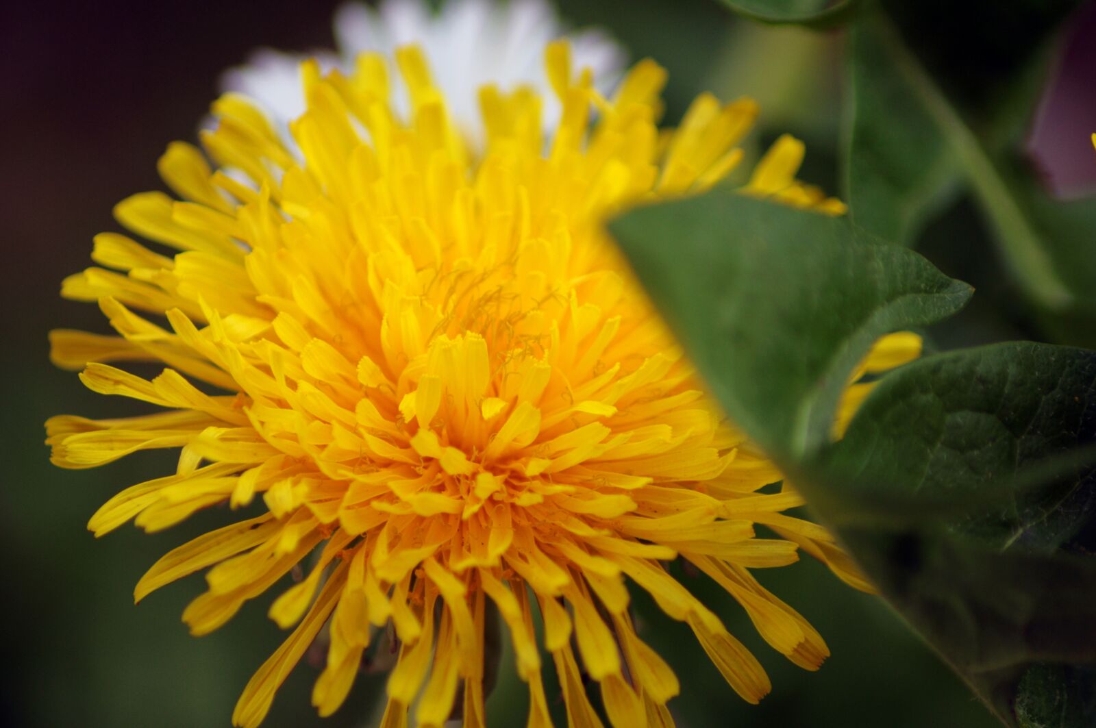 Nikon D5000 sample photo. Flower, chicory, nature photography