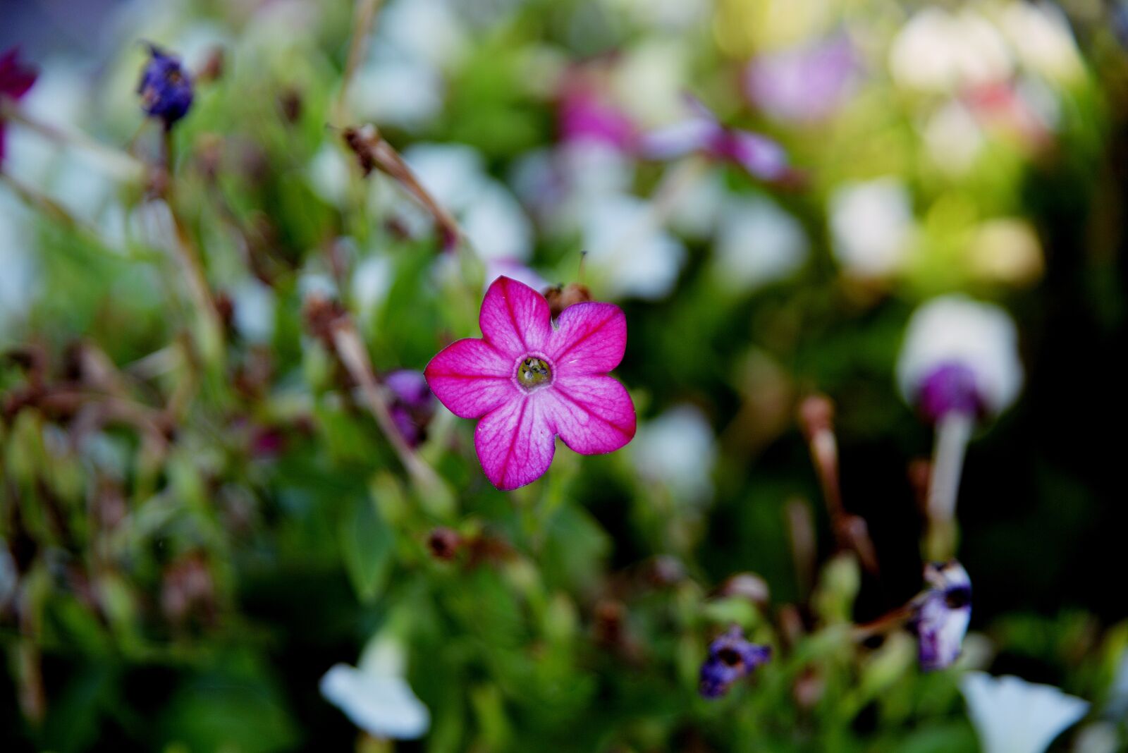 Nikon D610 sample photo. Flower, plant, nature photography