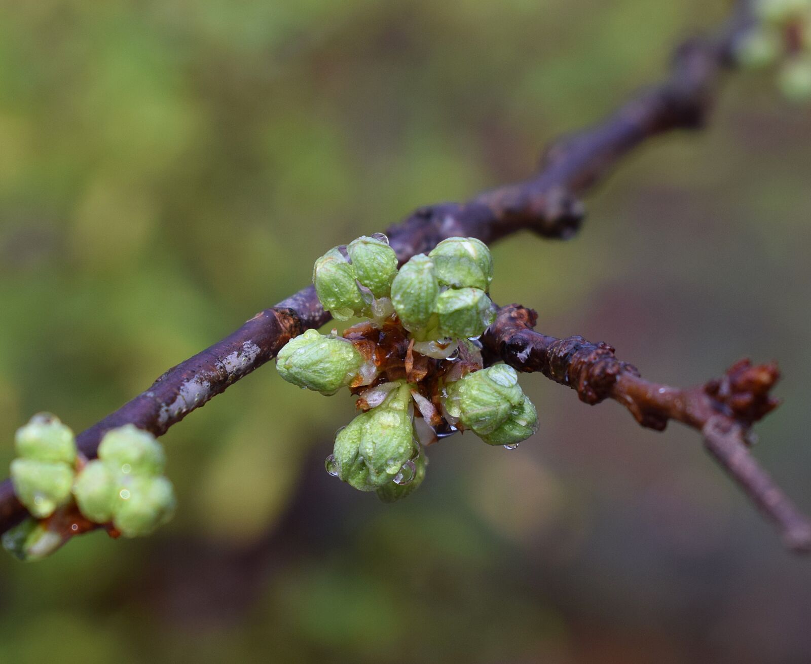 Nikon D3300 sample photo. Cherry blossom buds with photography