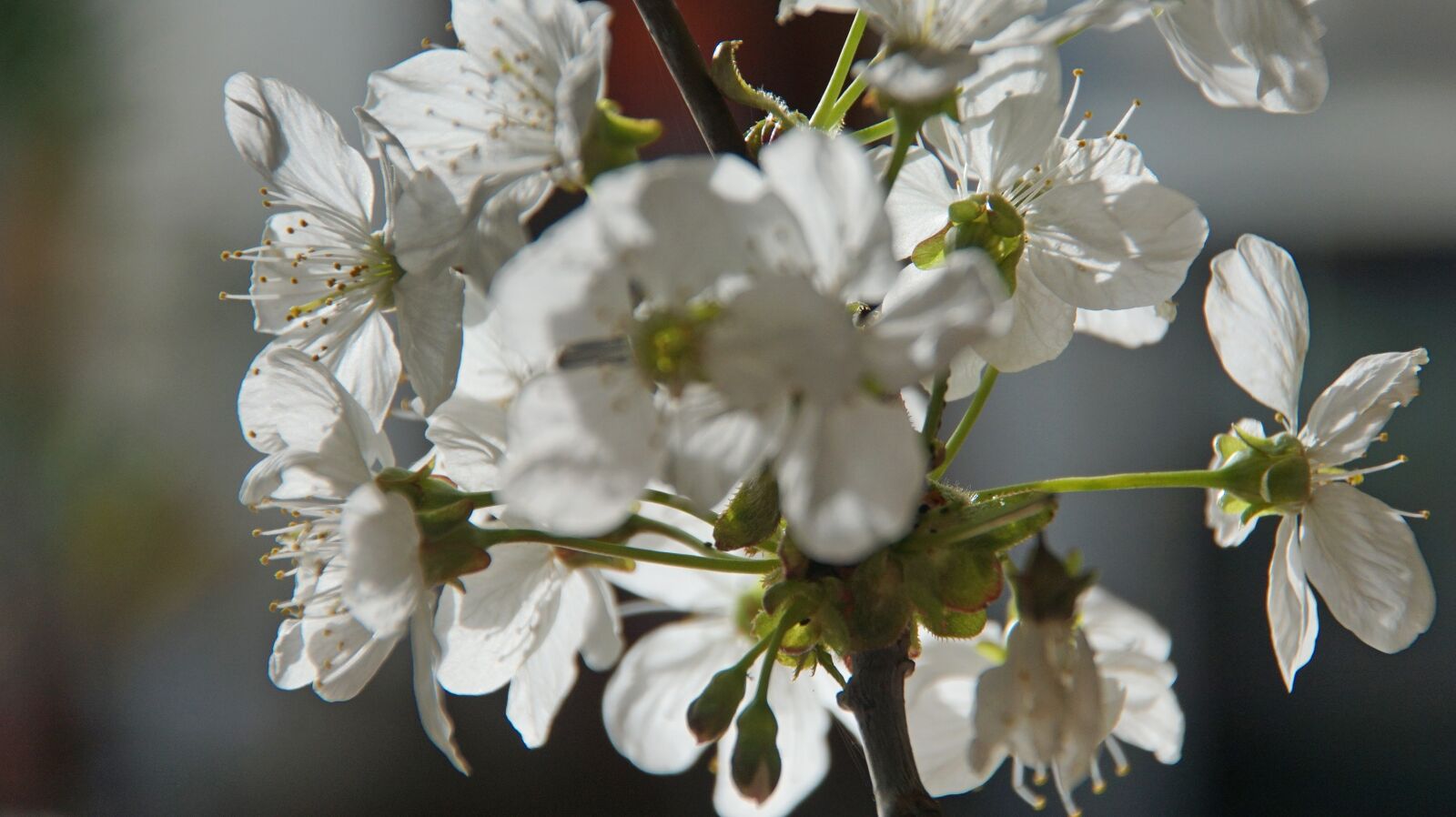 DT 18-270mm F3.5-6.3 SSM sample photo. Cherry blossom, bloom, blossom photography