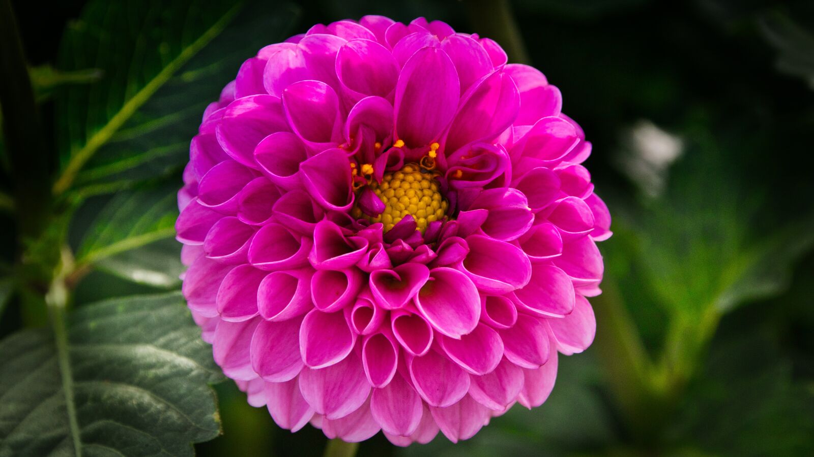 Canon EOS 200D (EOS Rebel SL2 / EOS Kiss X9) sample photo. Dahlia, blossom, bloom photography