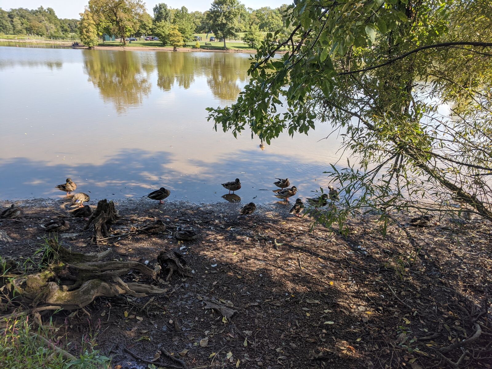 Google Pixel sample photo. Ducks, lake, summer photography