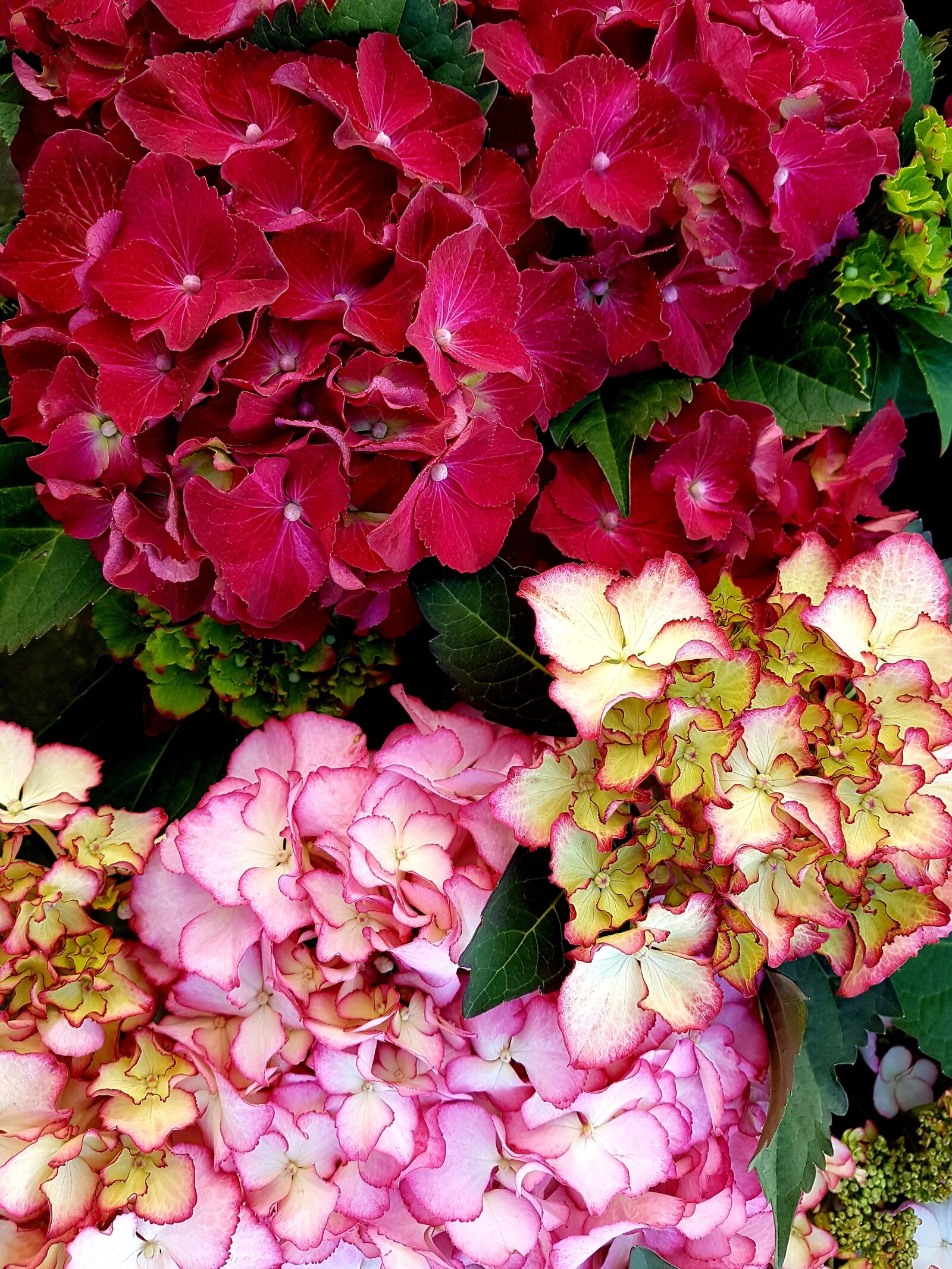 Samsung Galaxy S7 Edge sample photo. Flowers, summer, bloom photography