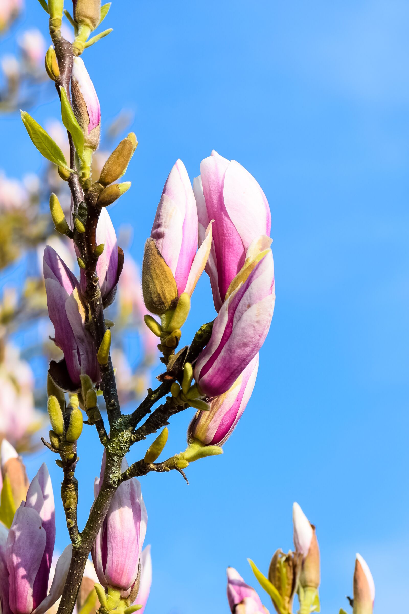 Nikon D5300 sample photo. Magnolia, spring, tree photography
