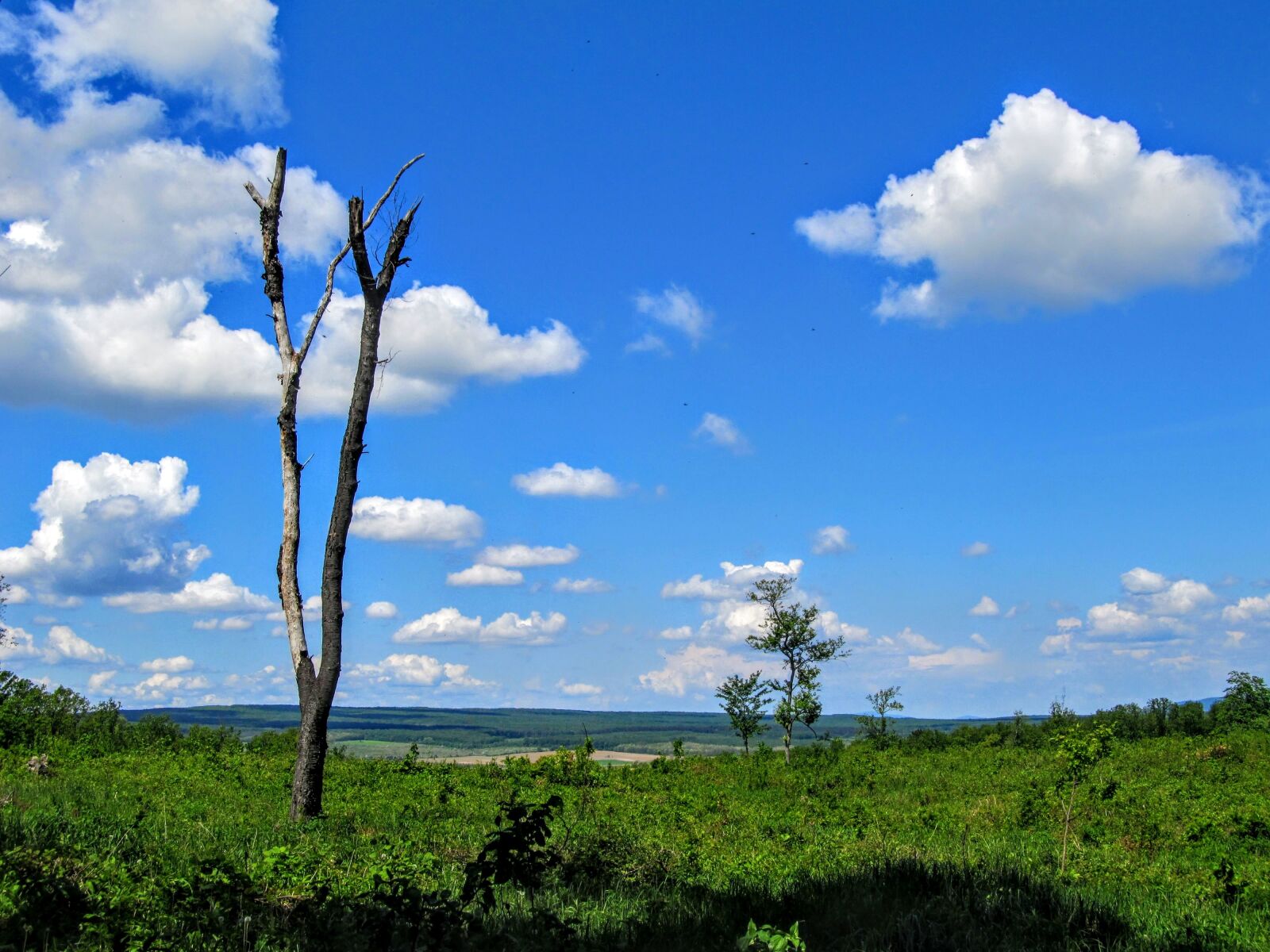 Canon PowerShot SX130 IS sample photo. Landscape, wood, dried up photography