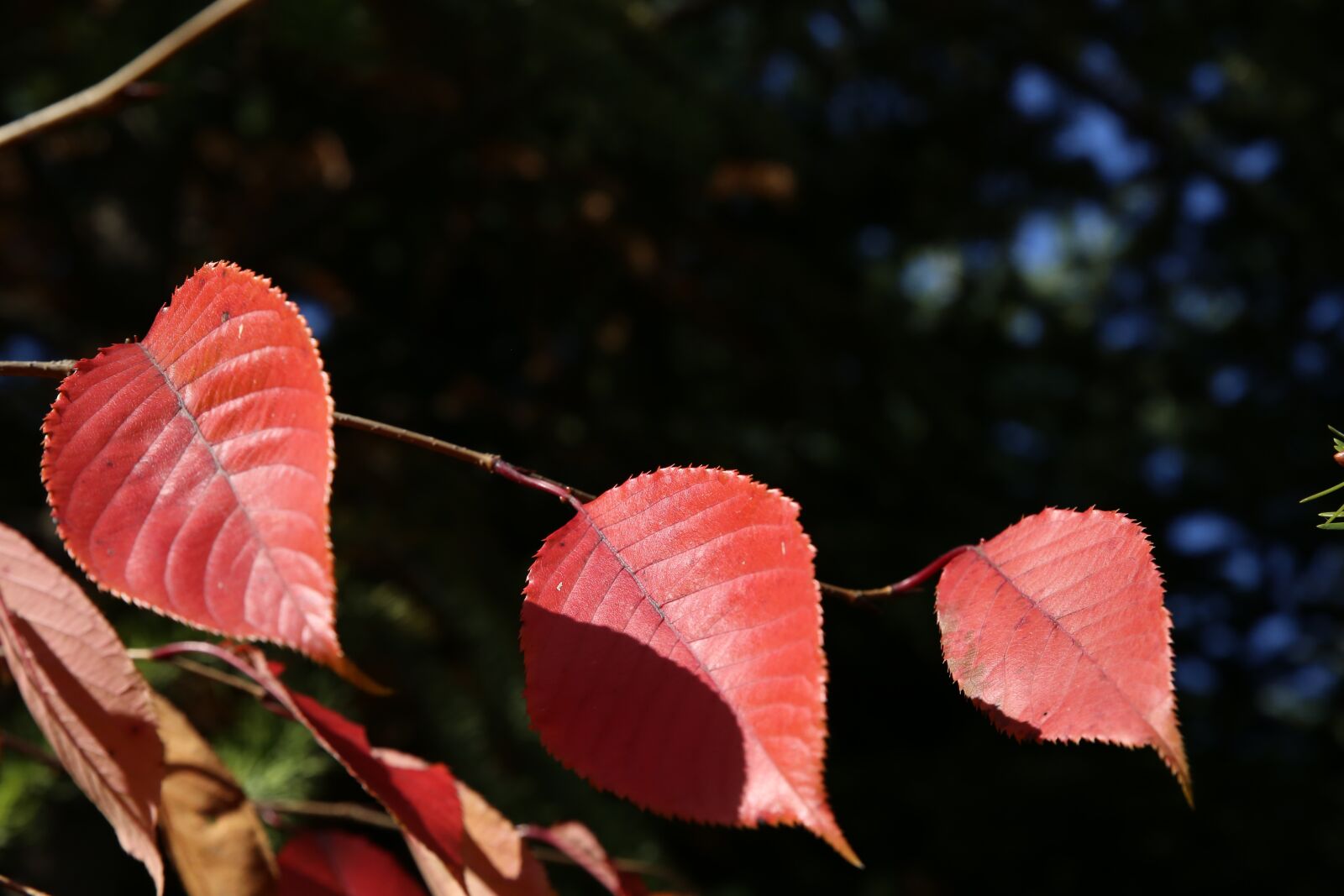 Canon EOS 6D sample photo. Autumn, leaf, autumn leaves photography