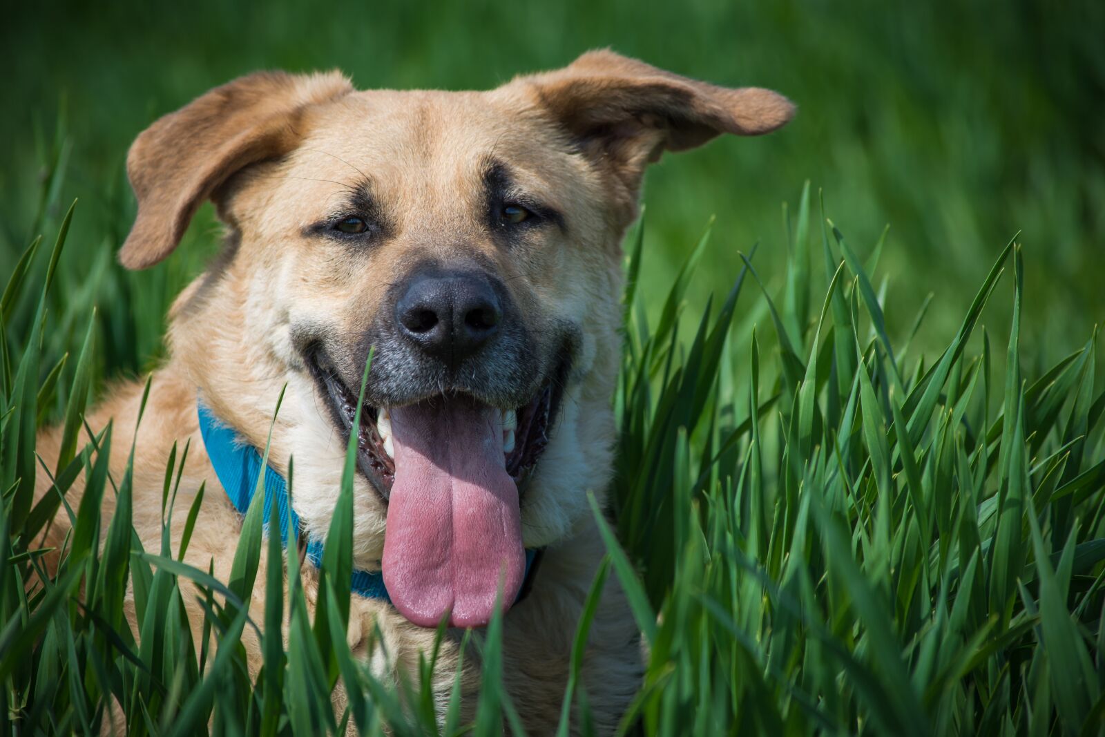 Nikon D7200 sample photo. Dog, meadow, dog portrait photography