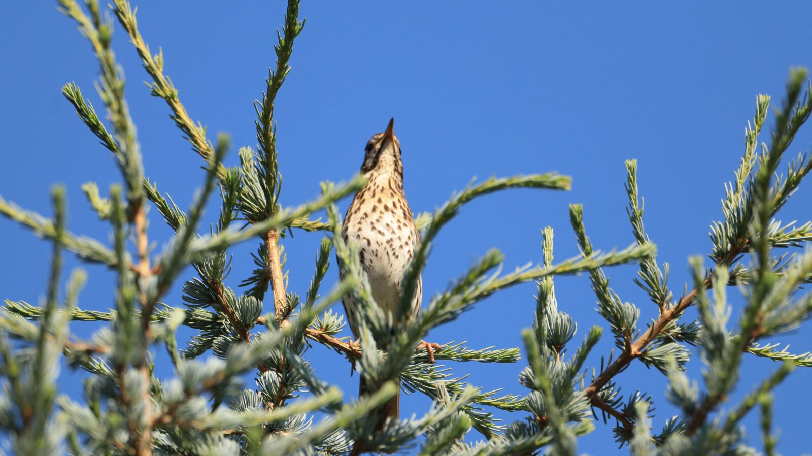 150-600mm F5-6.3 DG OS HSM | Contemporary 015 sample photo. Bird, plumage, nature photography