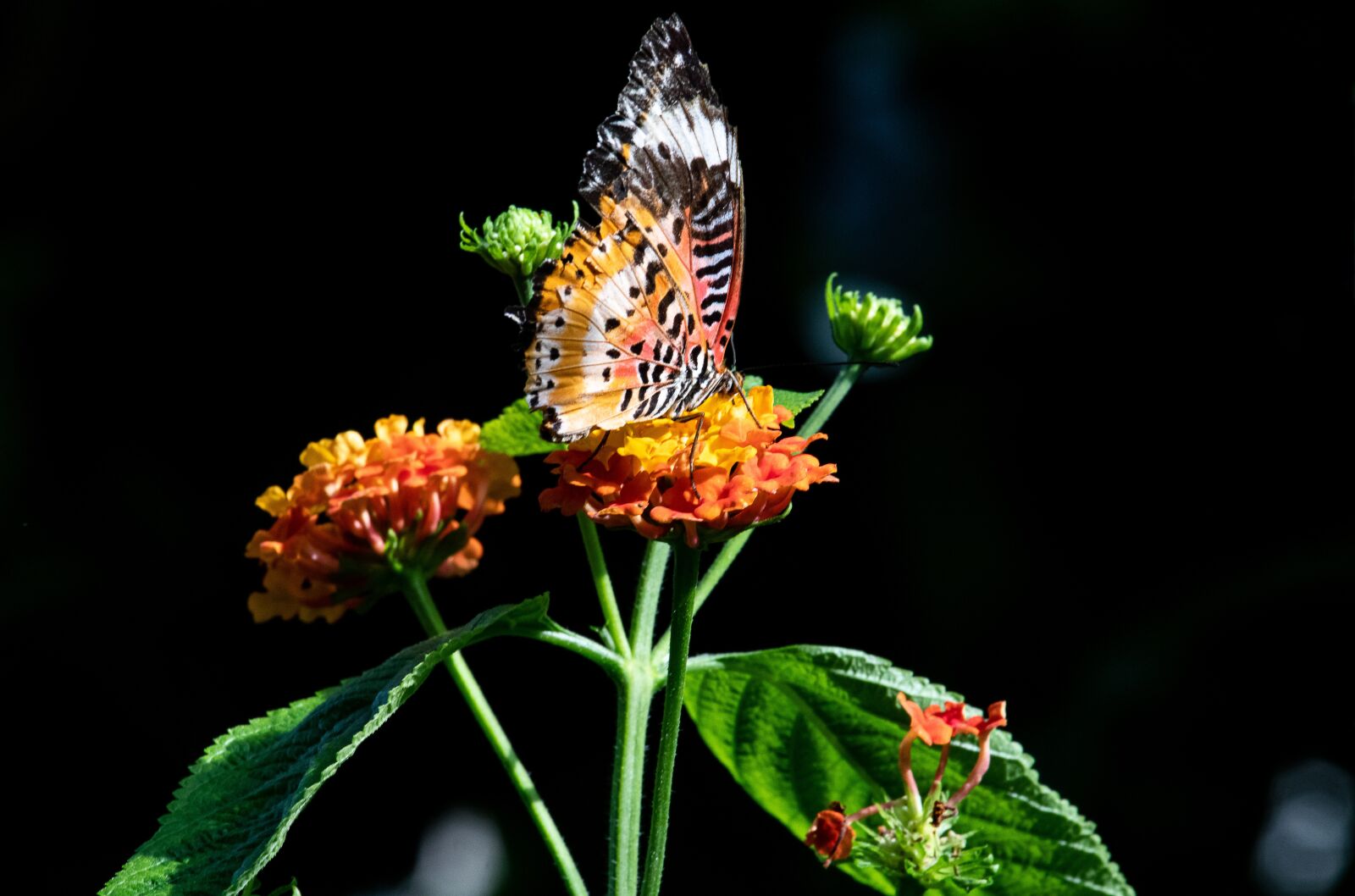 Canon EF-S 55-250mm F4-5.6 IS STM sample photo. Butterfly, animal, animal world photography