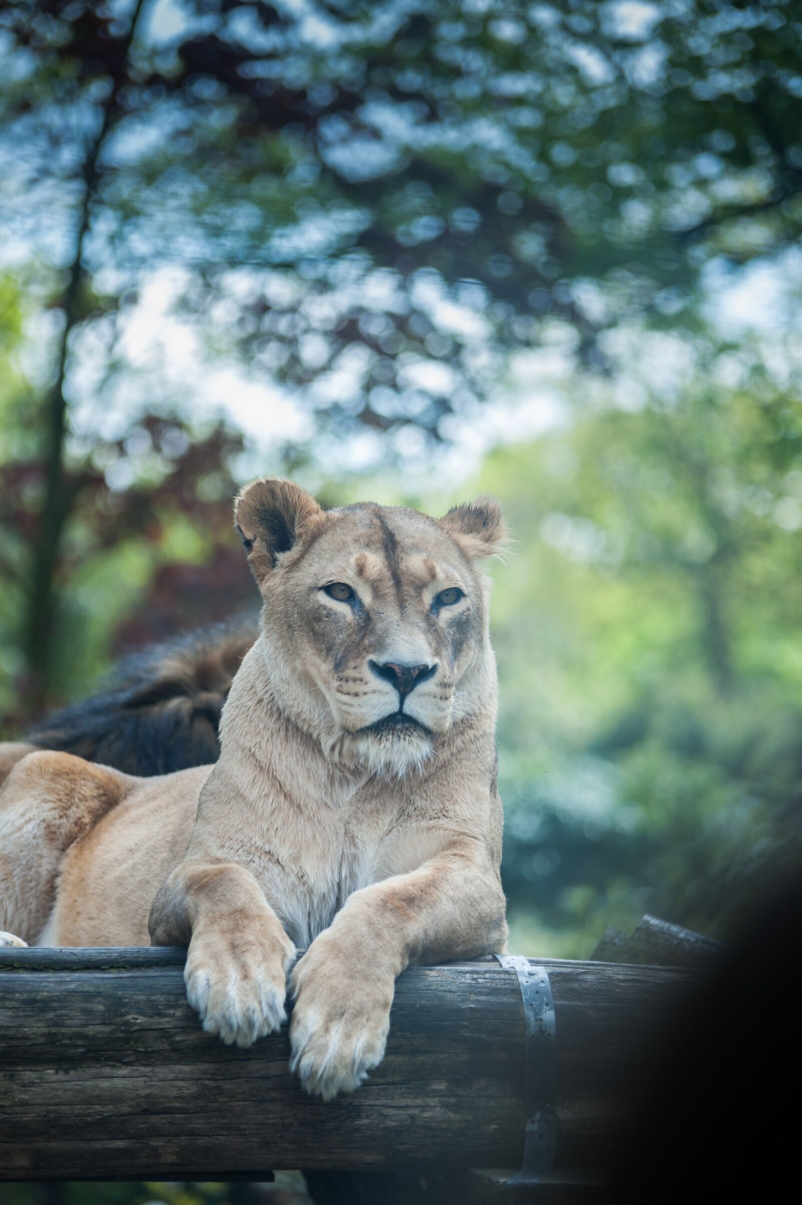 Nikon D700 sample photo. Lion, zoo, duisburg photography