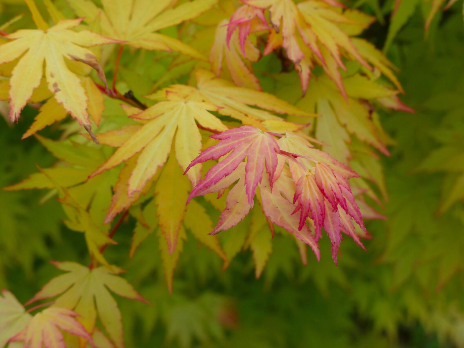Panasonic Lumix DMC-FZ200 sample photo. Japanese maple, tree, plant photography