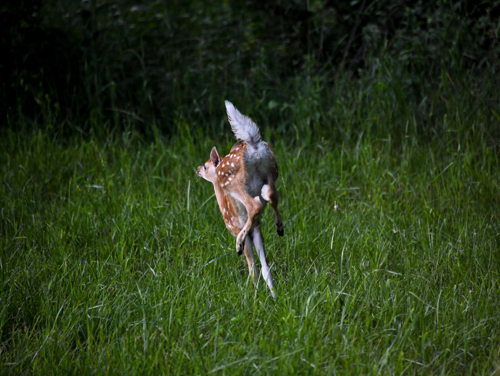 Nikon D850 sample photo. Fawn, deer, baby photography