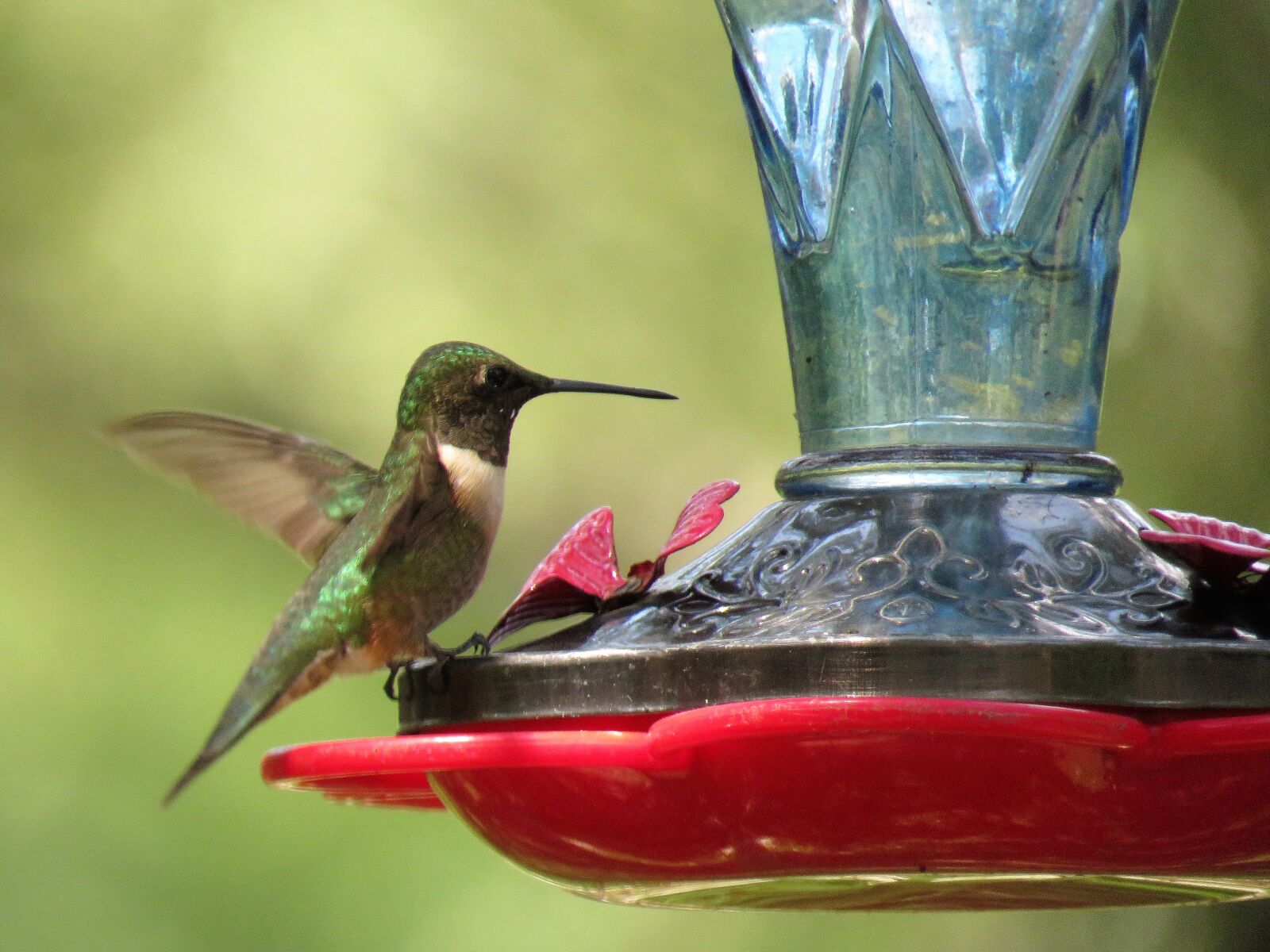 Canon PowerShot SX60 HS sample photo. Bird, hummingbird, colorful photography
