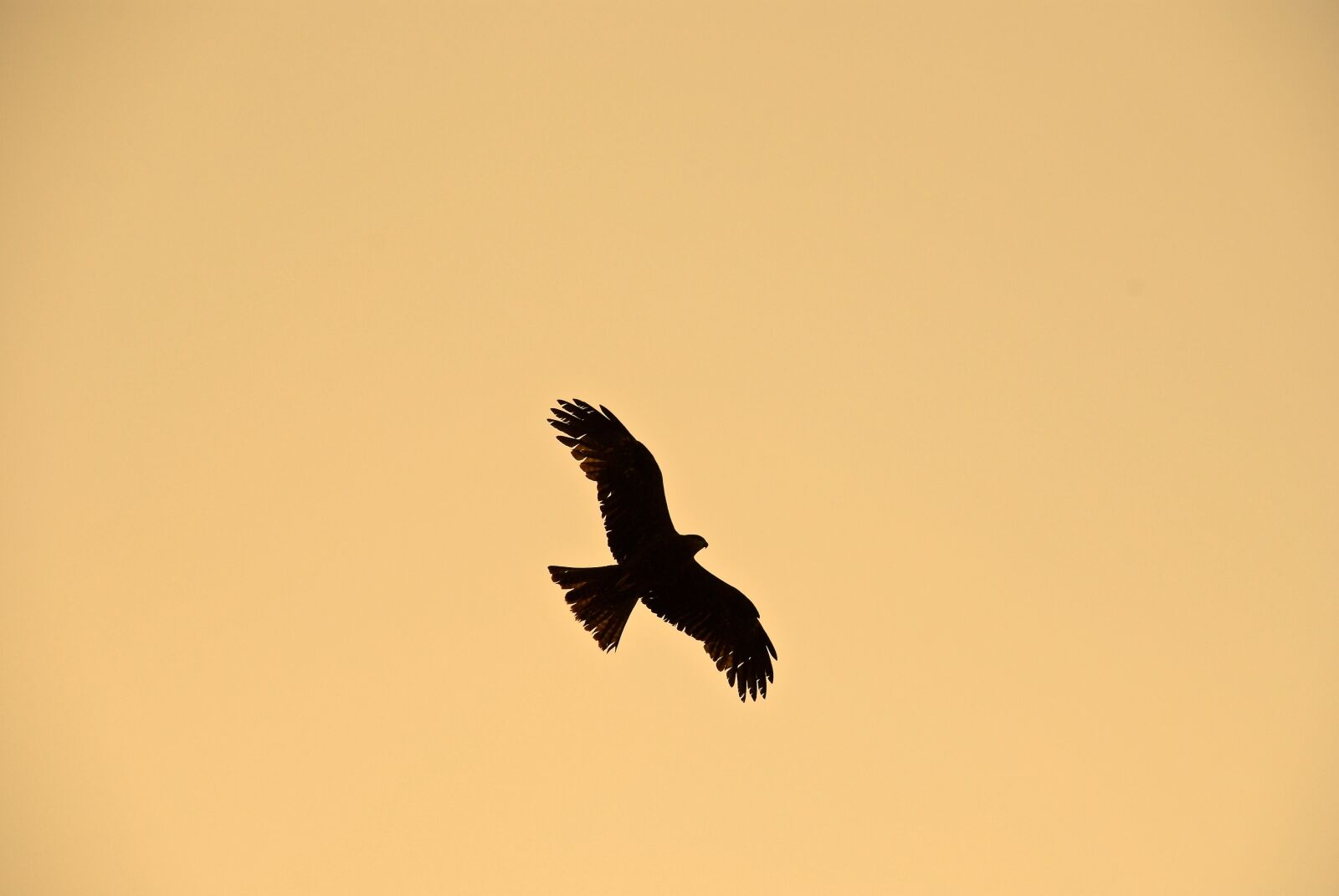 Nikon D80 sample photo. Bird, india, silhouette photography