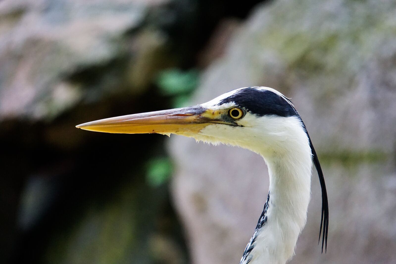 Sony E 55-210mm F4.5-6.3 OSS sample photo. Zoo, nature, animals photography
