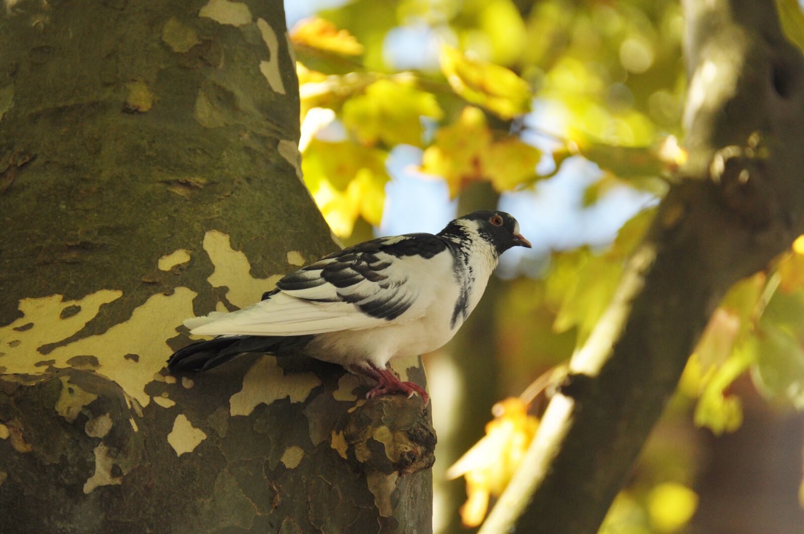 Nikon D90 sample photo. Pigeon black and white photography