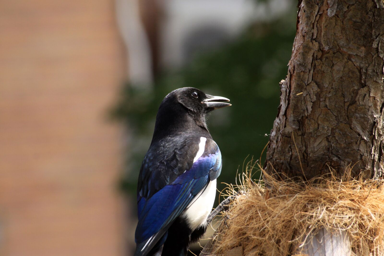Canon EOS 50D sample photo. Magpie, new, feather photography