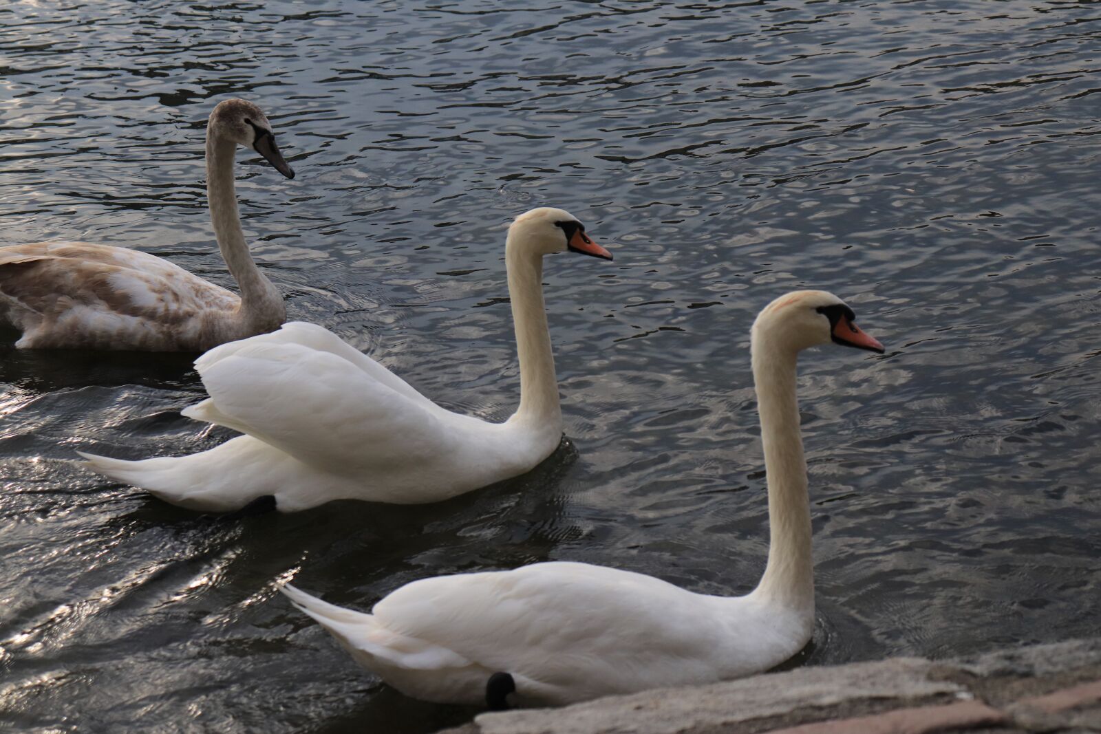 Canon EOS 200D (EOS Rebel SL2 / EOS Kiss X9) sample photo. Swan, water, nature photography