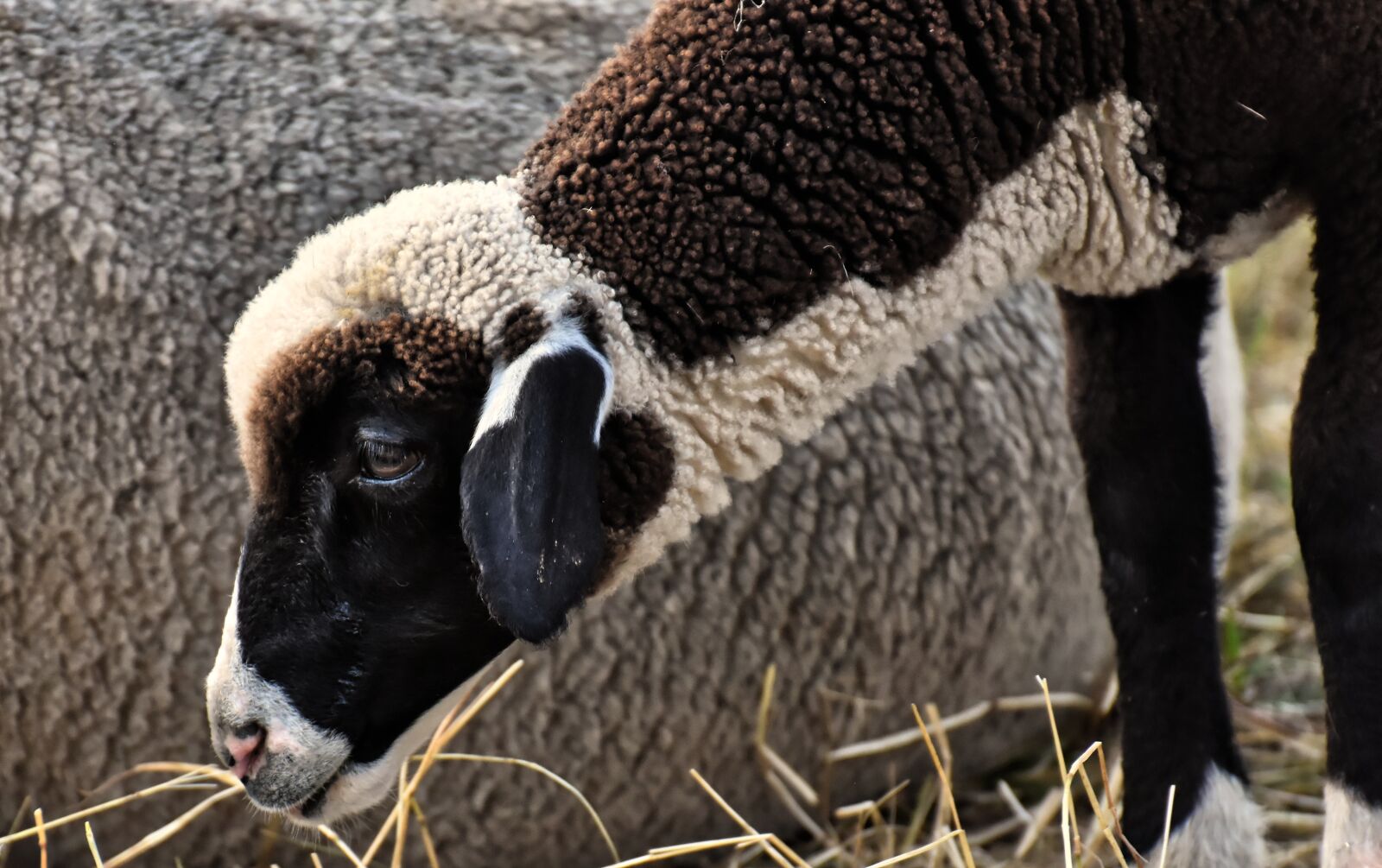 Nikon D7200 sample photo. Sheep, lamb, farm photography
