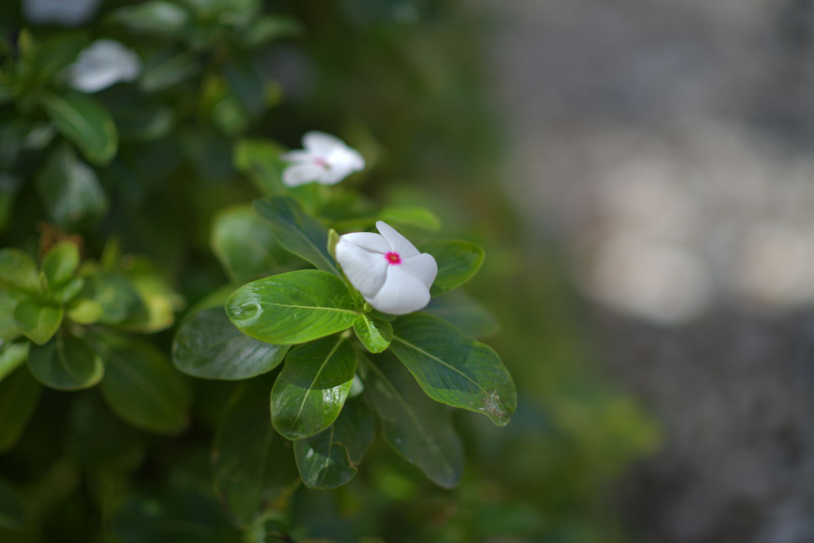 Nikon D850 sample photo