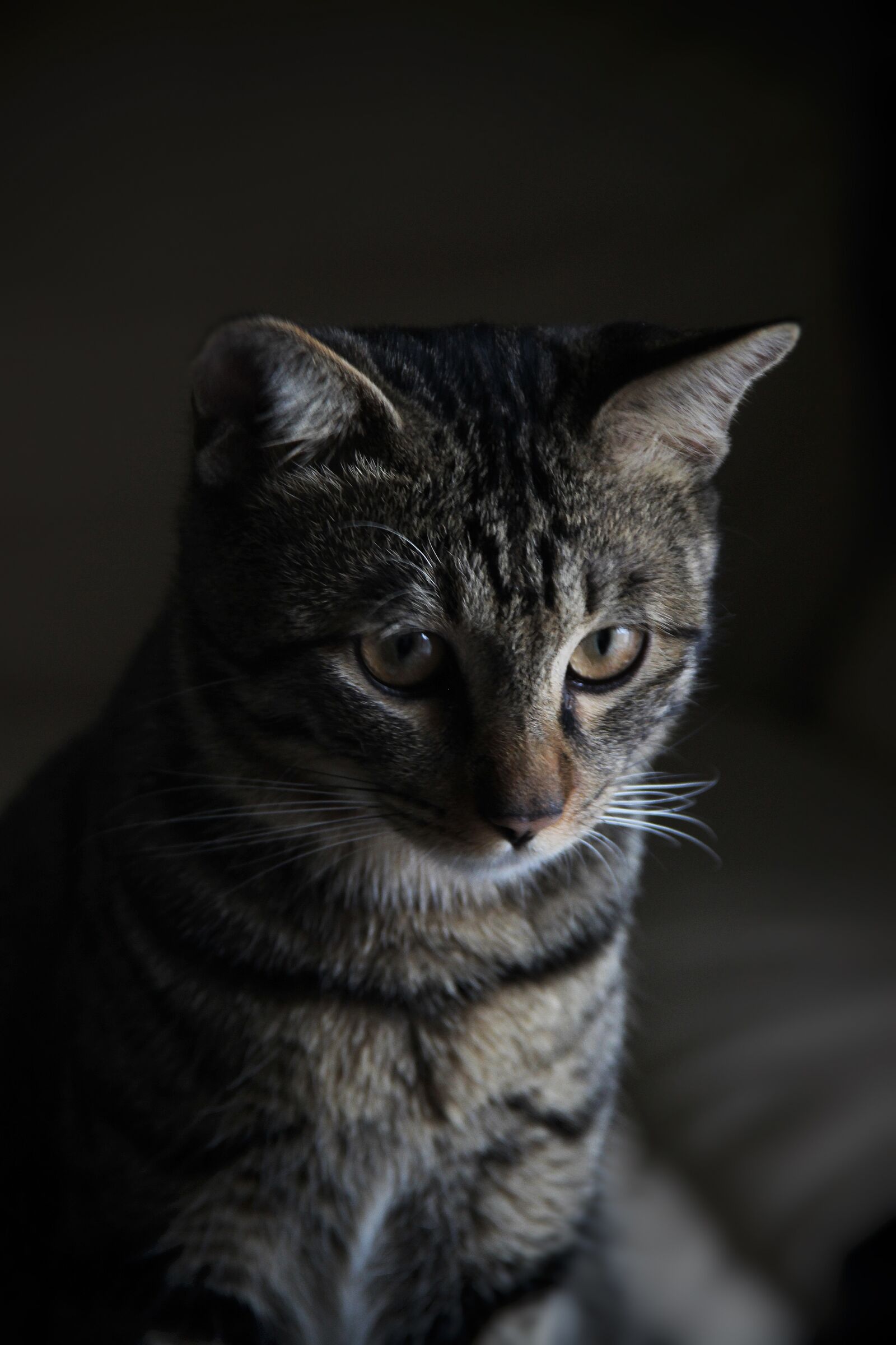 Canon EOS 600D (Rebel EOS T3i / EOS Kiss X5) sample photo. Cat, domestic cat, animal photography