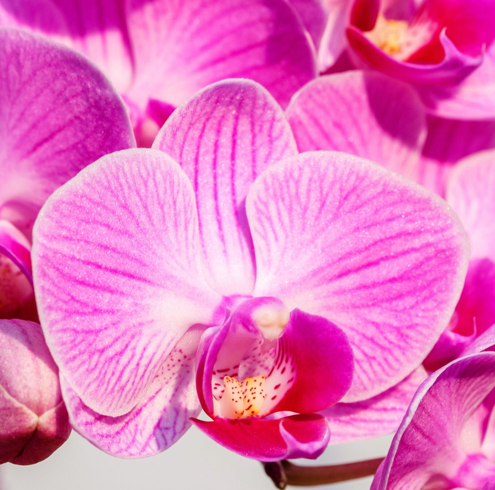 Canon EOS 70D sample photo. Orchid, pink, detail photography