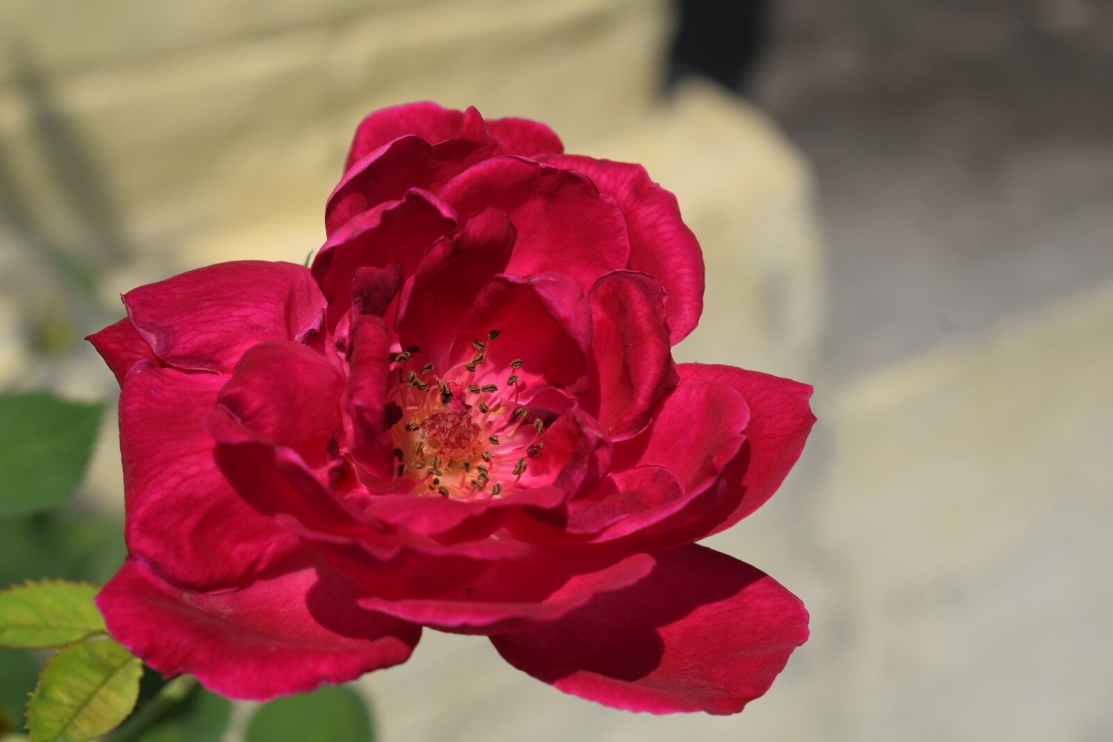 Nikon D3300 sample photo. Red, rose, flower photography